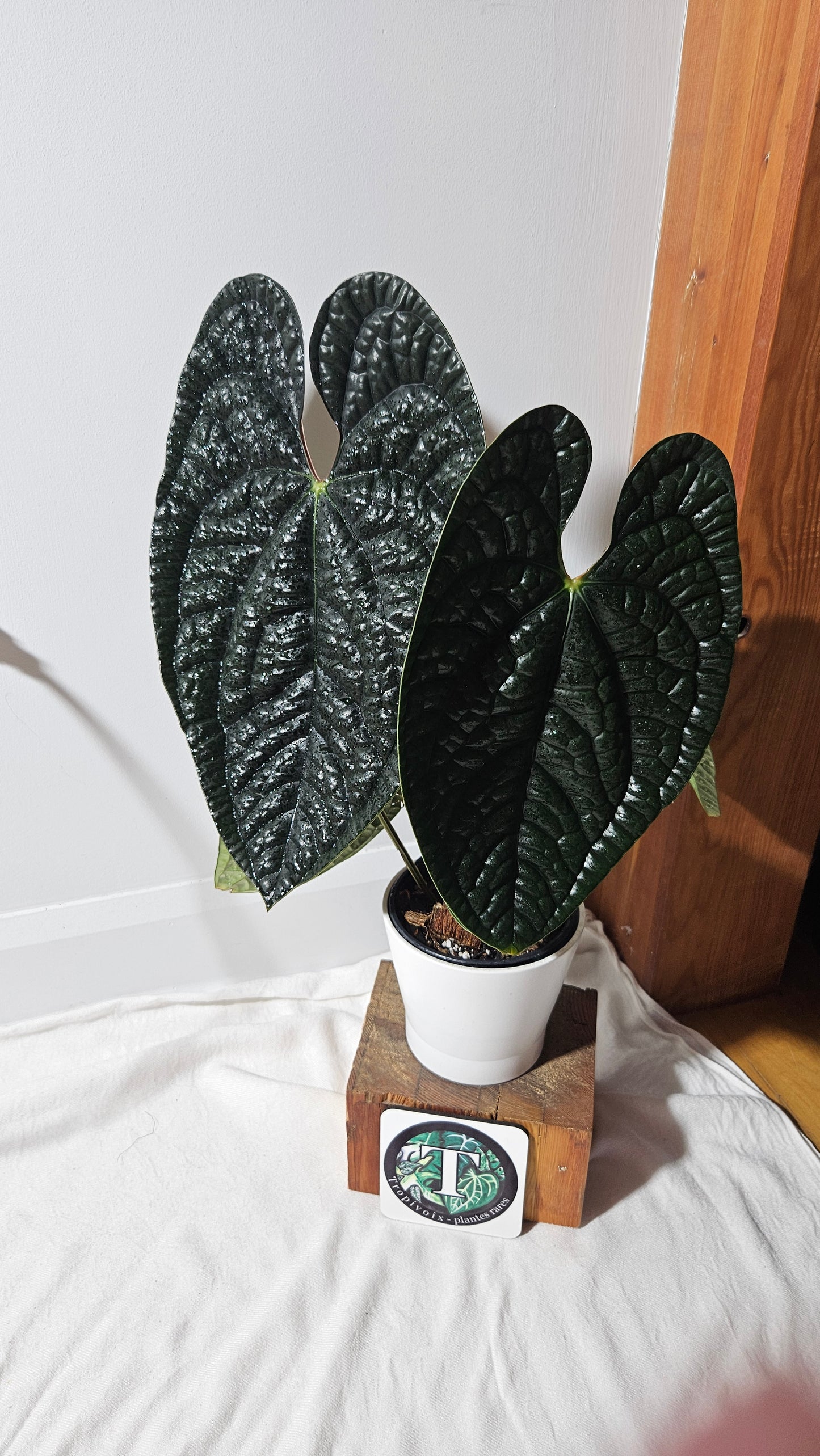 Anthurium Luxurians Dark "format XLARGE" (ANT-422)