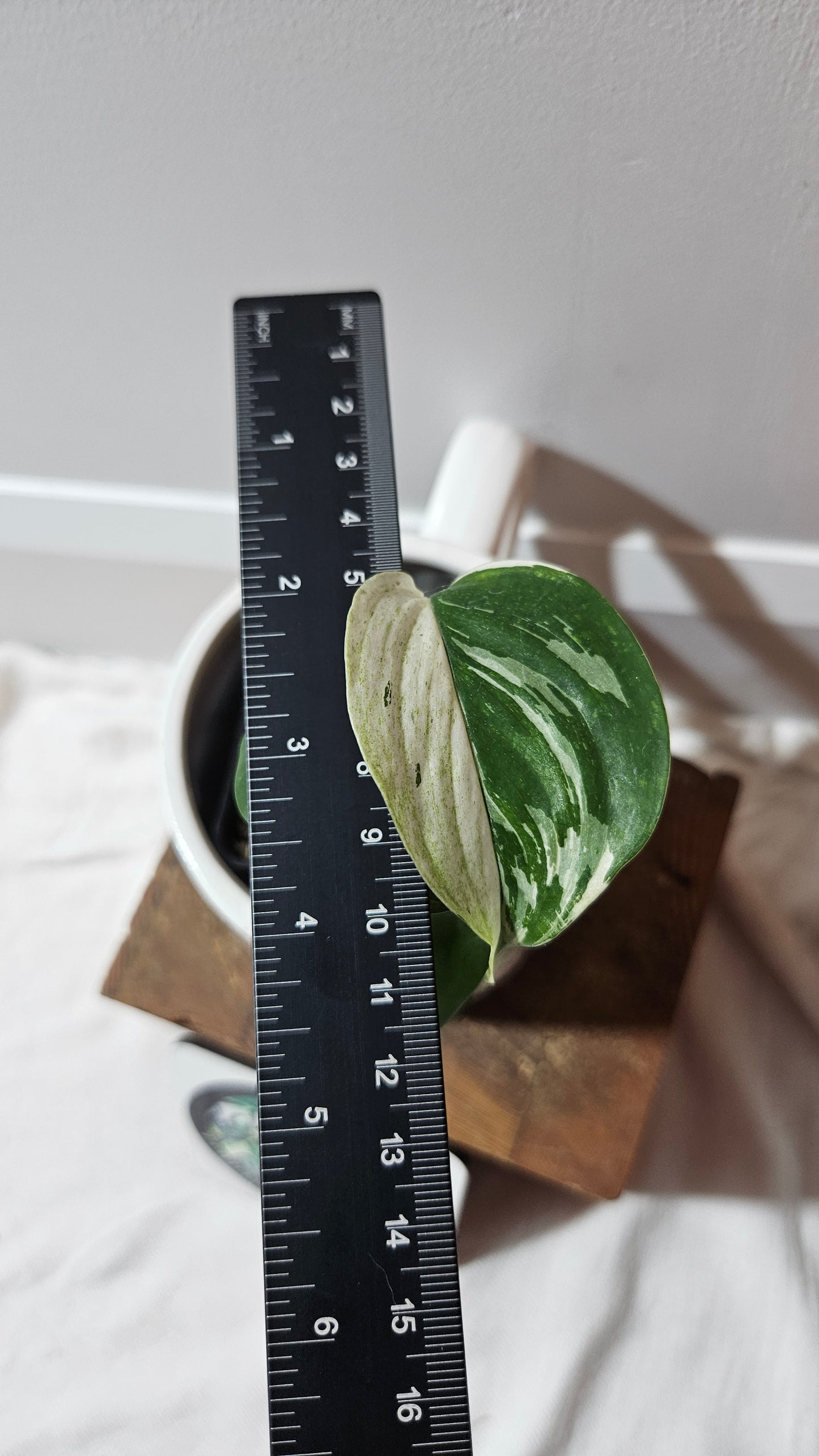 Scindapsus Blue Albo Tricolore (SCI-1242)