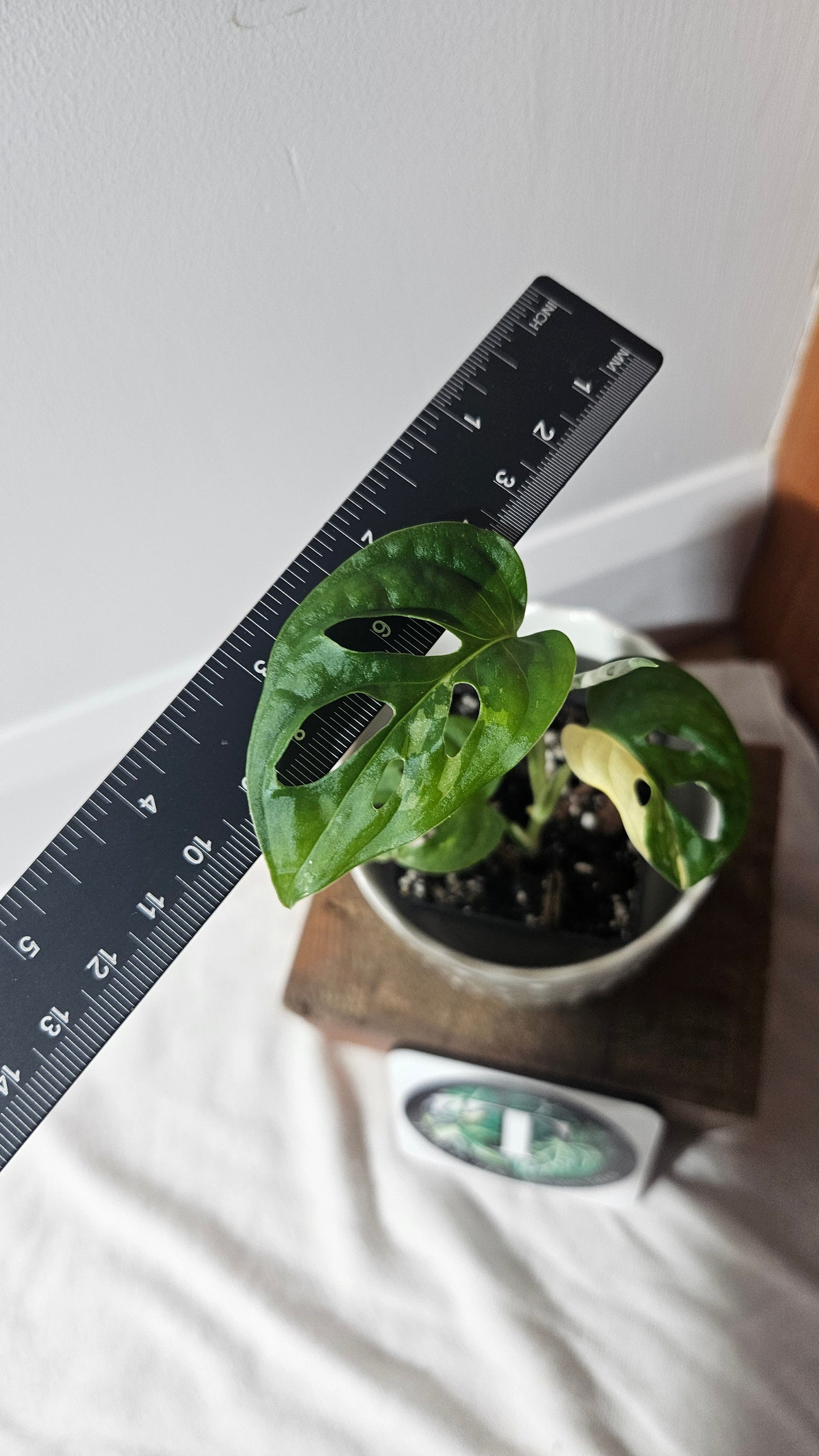 Monstera Andasonii Albo (MON-404)