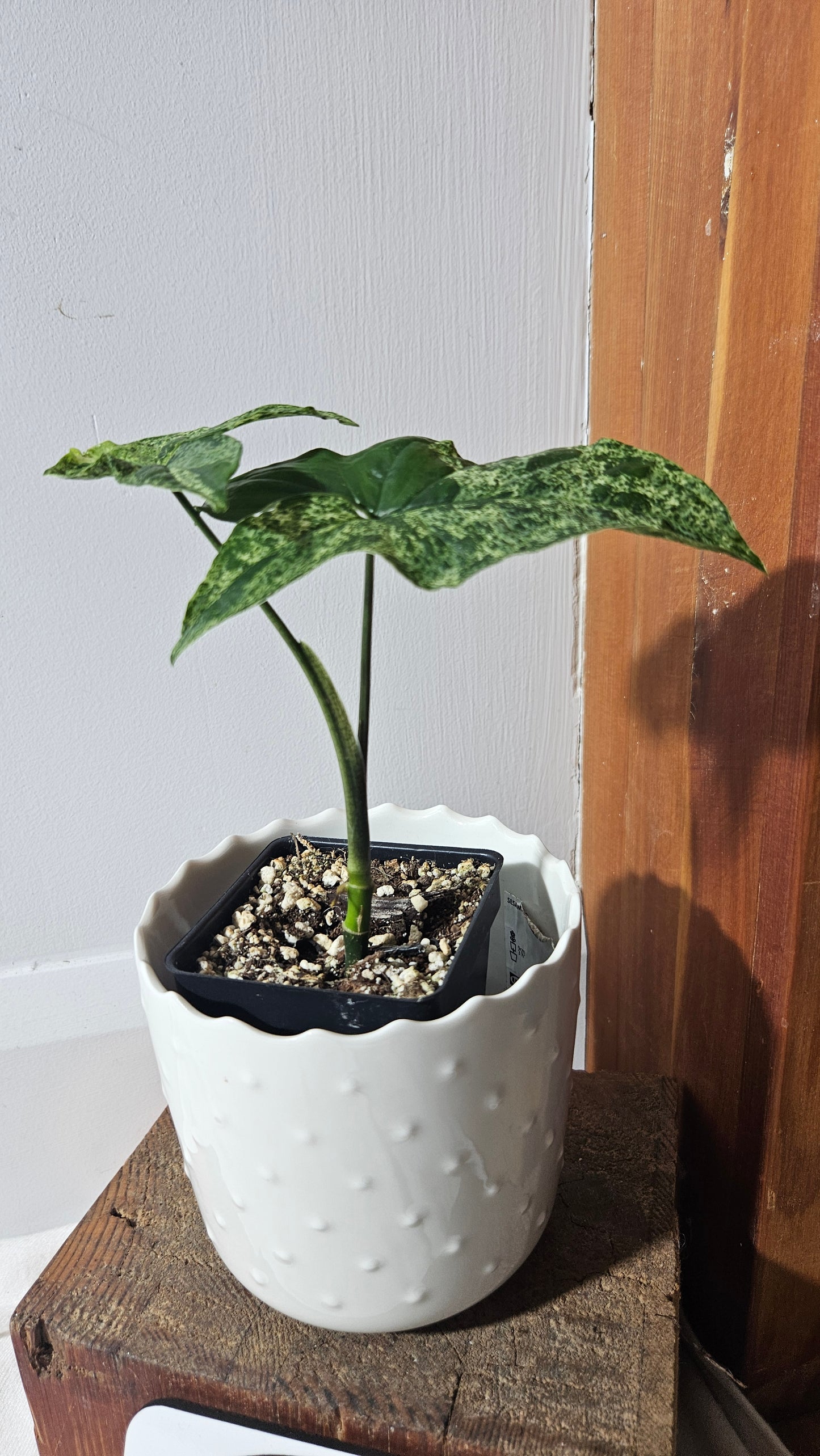 Syngonium Mojito (SYN-422)