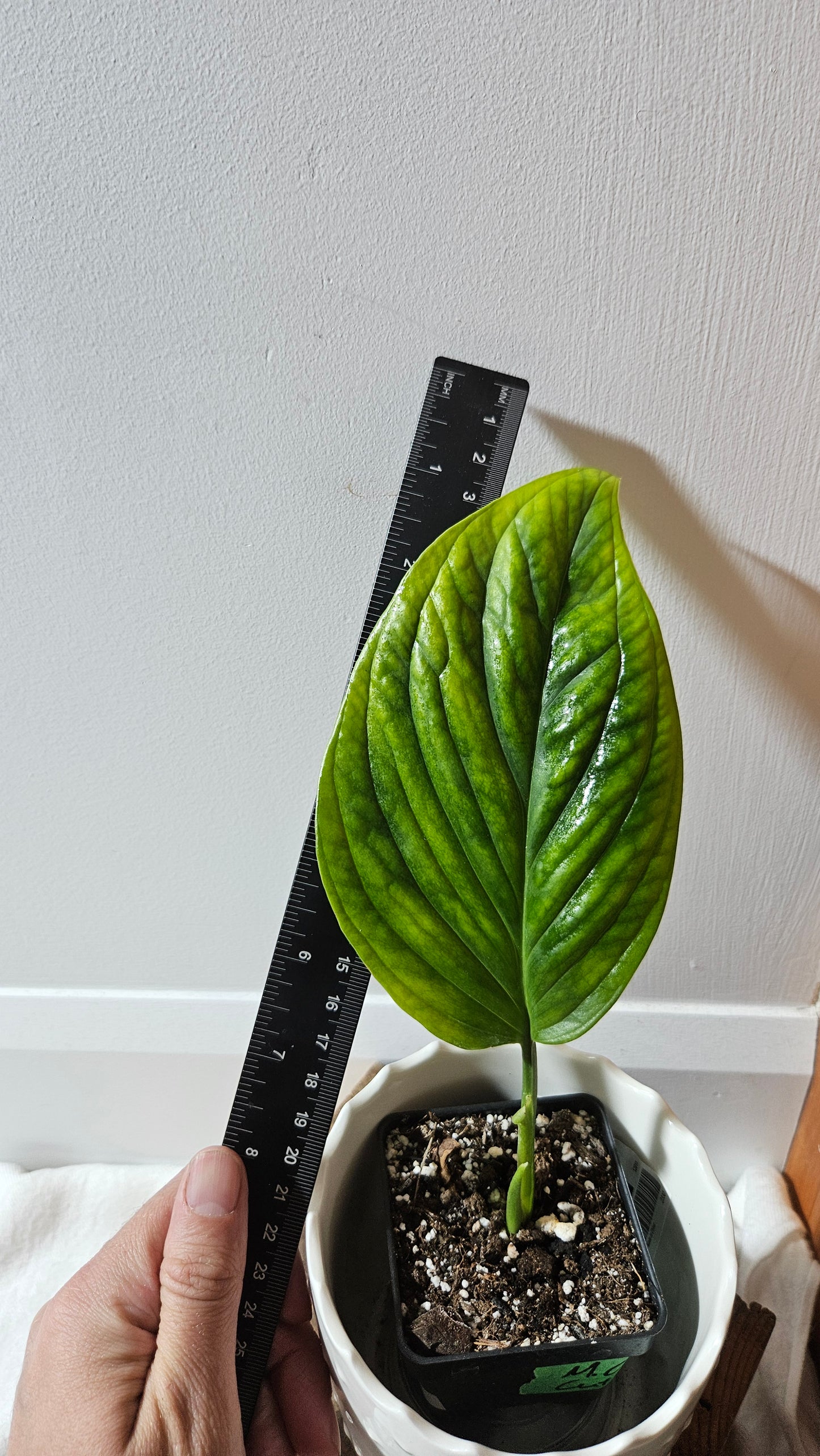 Monstera Obliqua Aff Black Strypes (MON-425)