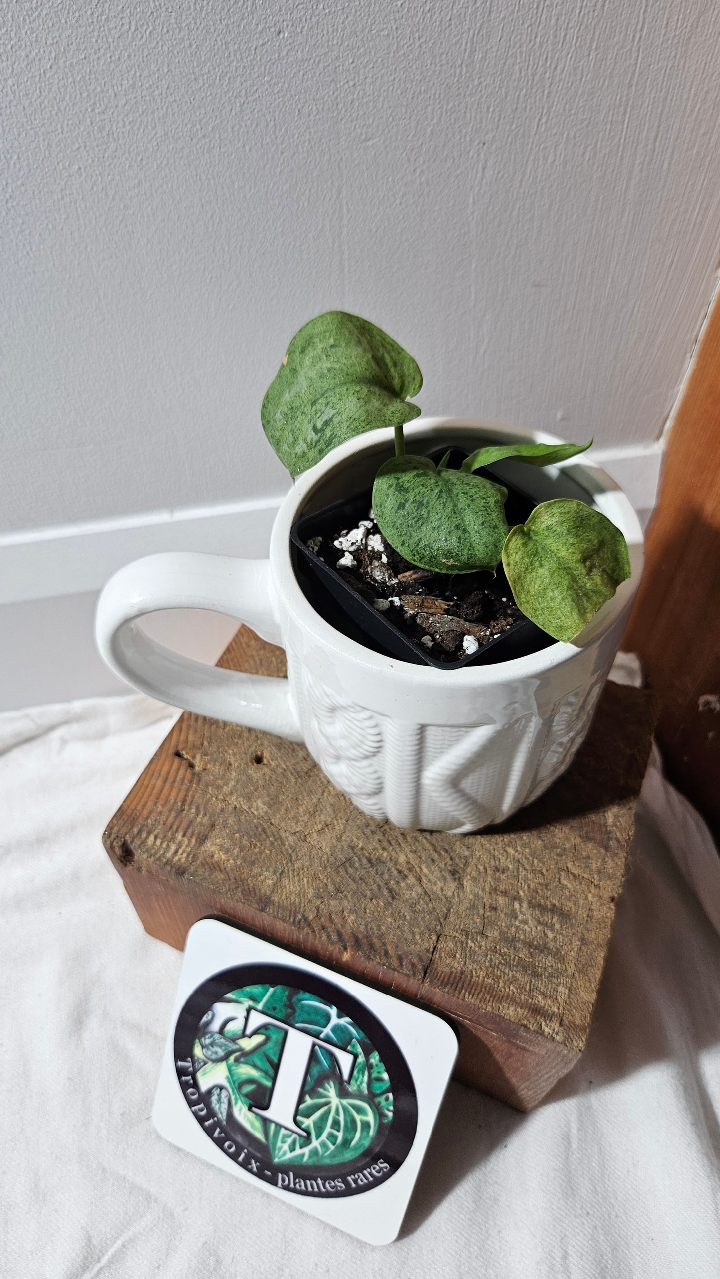 Scindapsus Mojito (SCI-1174)