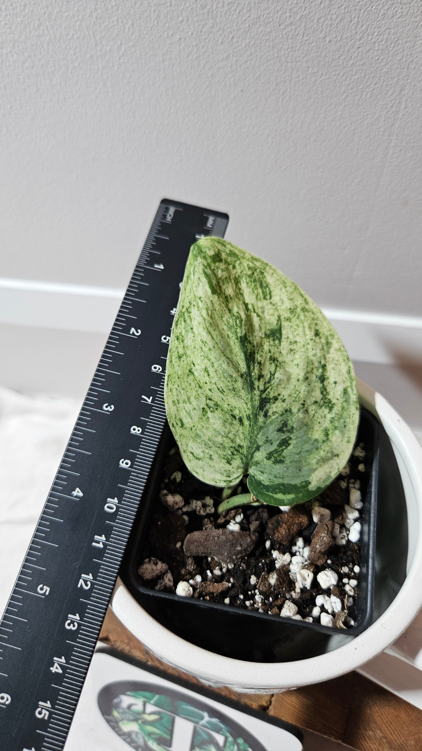 Scindapsus Silver Cloud variegata (SCI-1237)