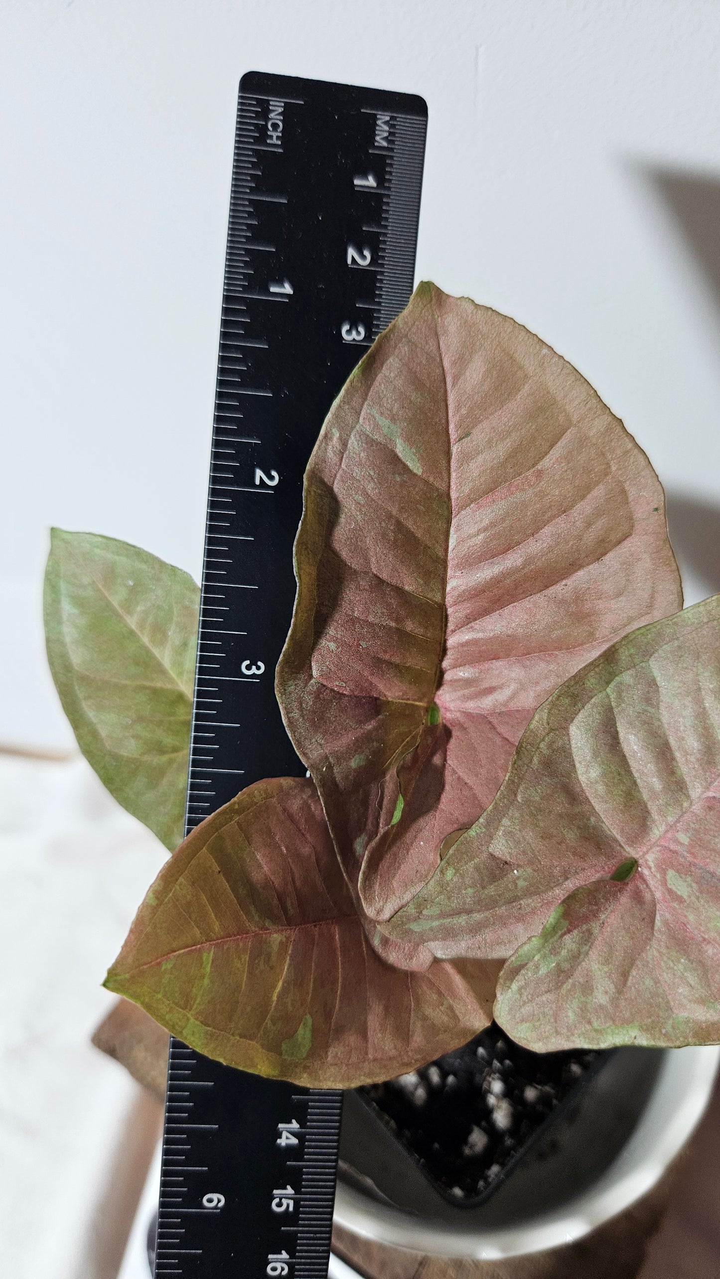 Syngonium Pink Candy (SYN-335)