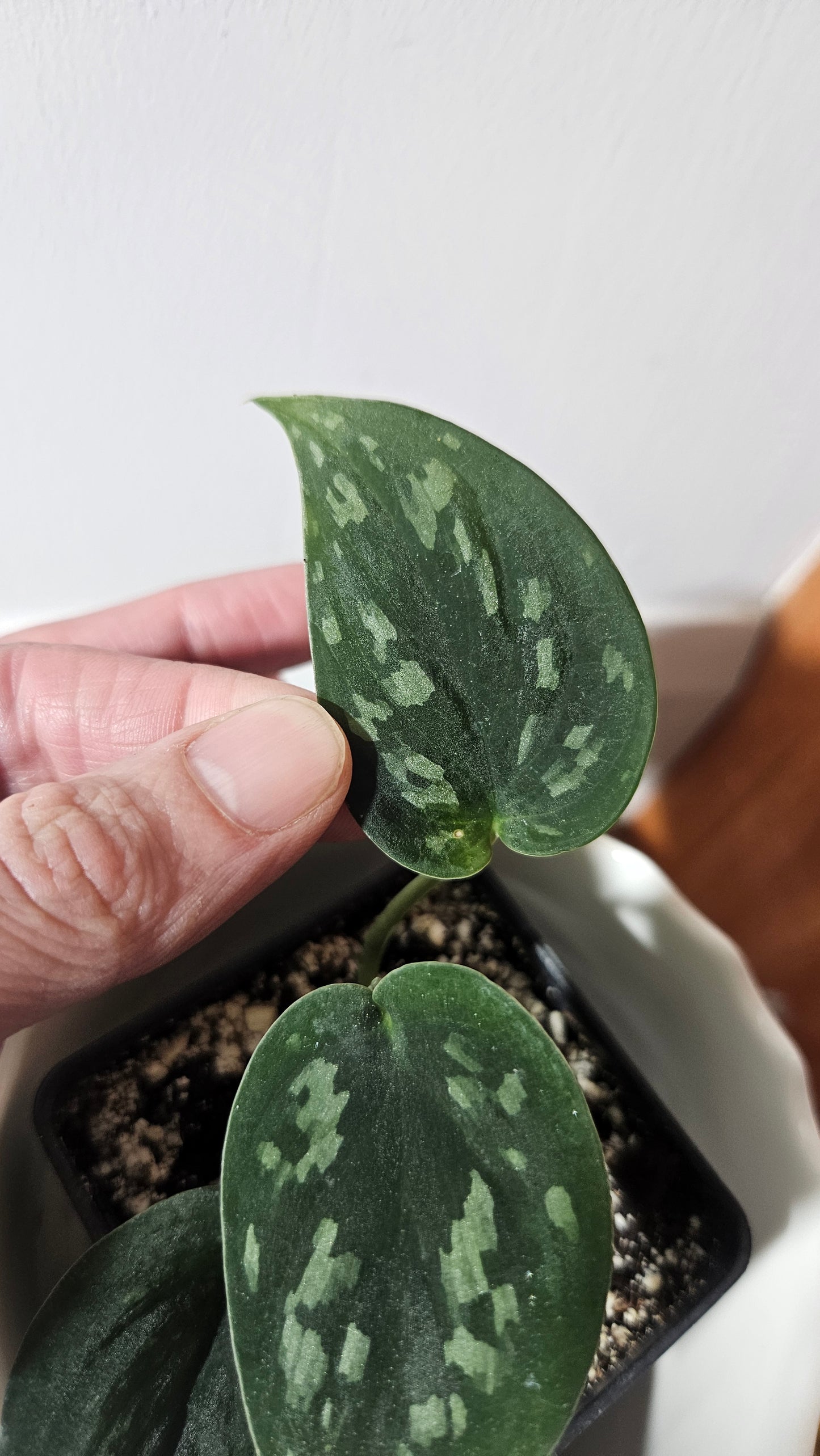 Scindapsus Tricolor Duff (SCI-546)