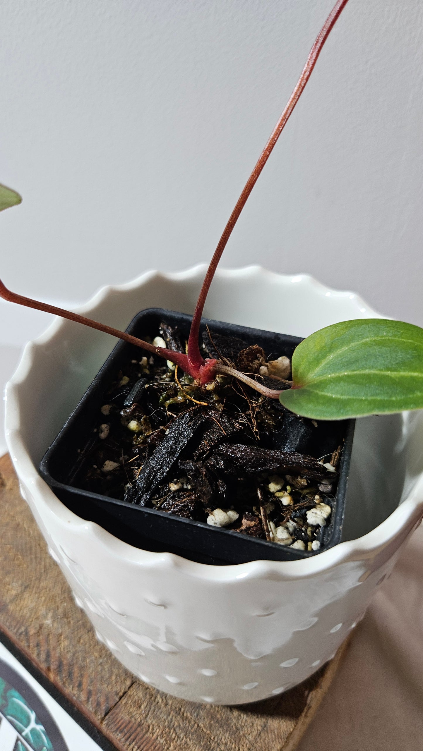 Anthurium Red Stem "format PETIT" (ANT-513)