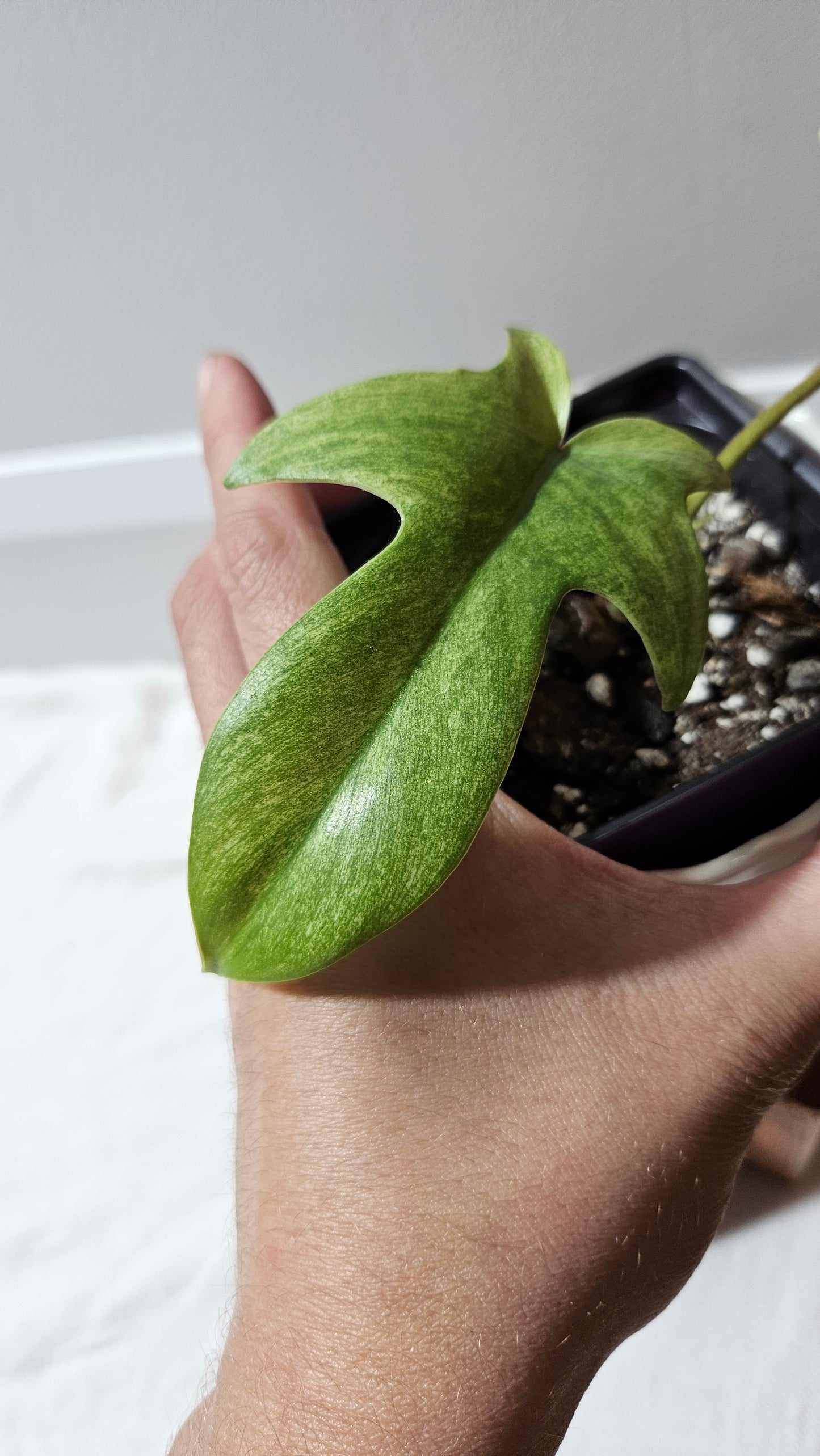 Philodendron Florida Ghost (PHI-916)