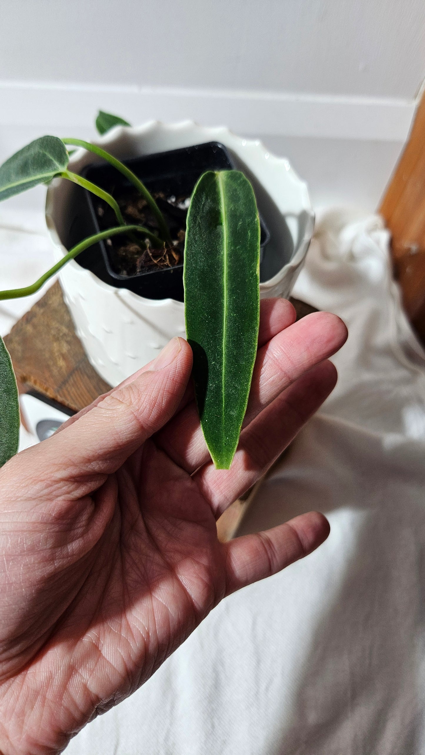 Anthurium Warocqueanum "format MOYEN"(ANT-424)