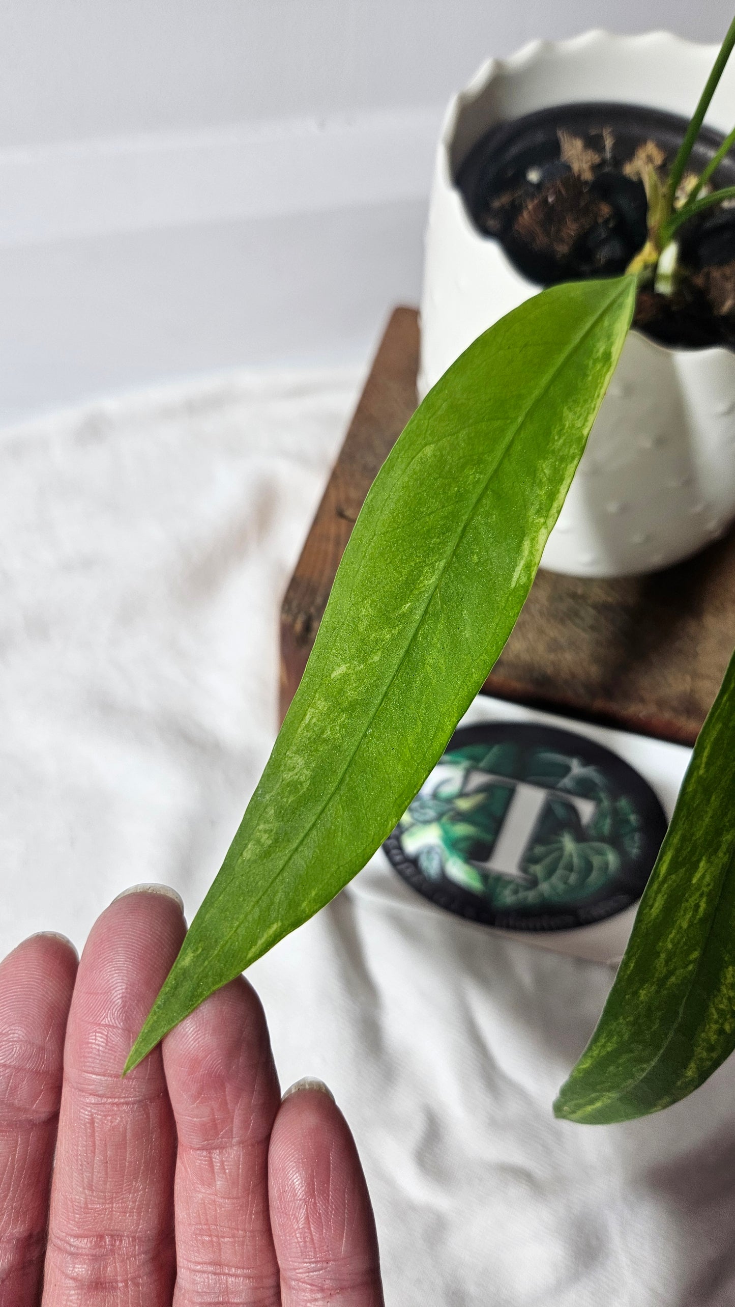 Anthurium Vittarifolium Variegata "format MOYEN"(ANT-308)