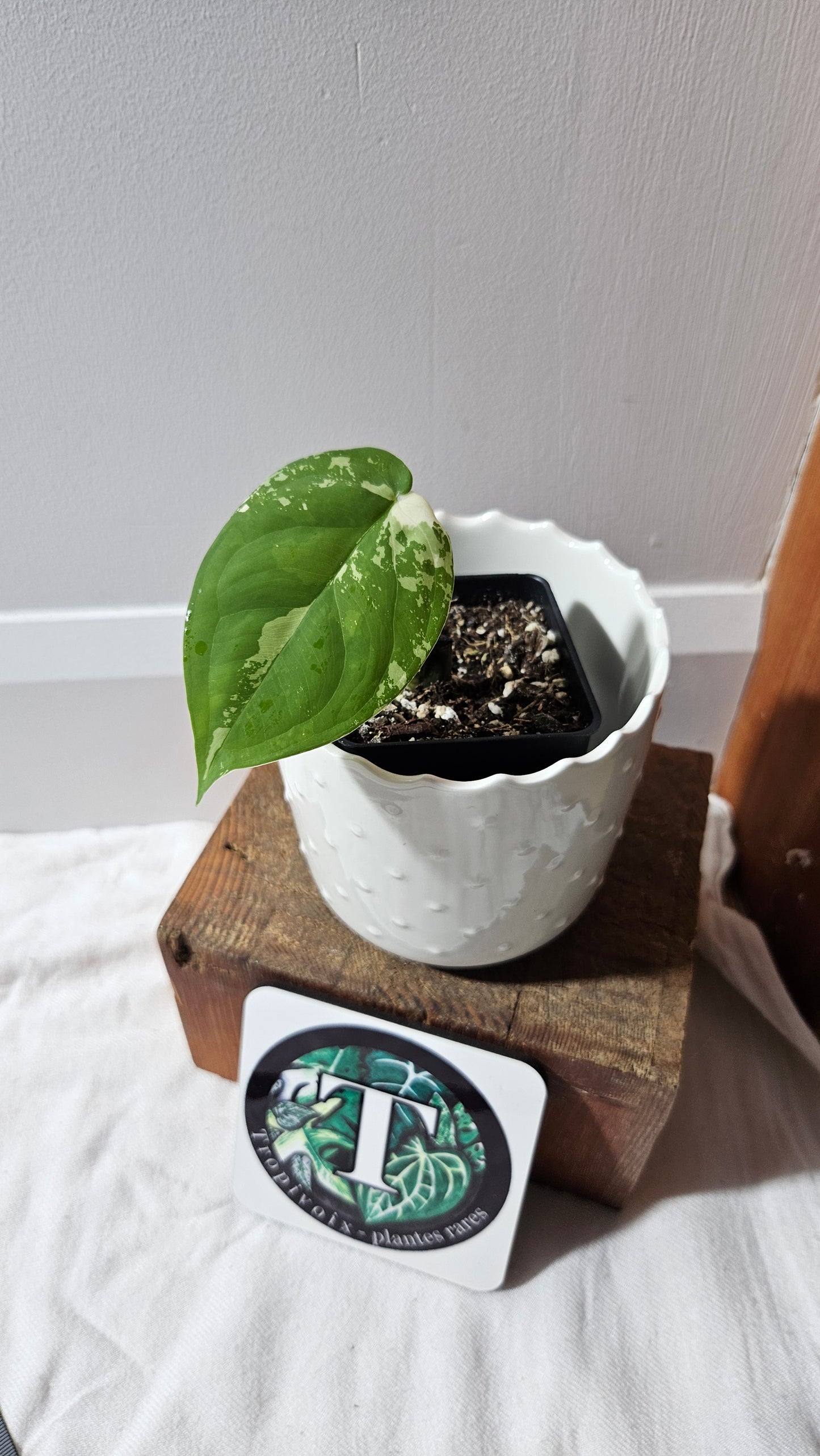Syngonium Chiapense Albo (SYN-456)
