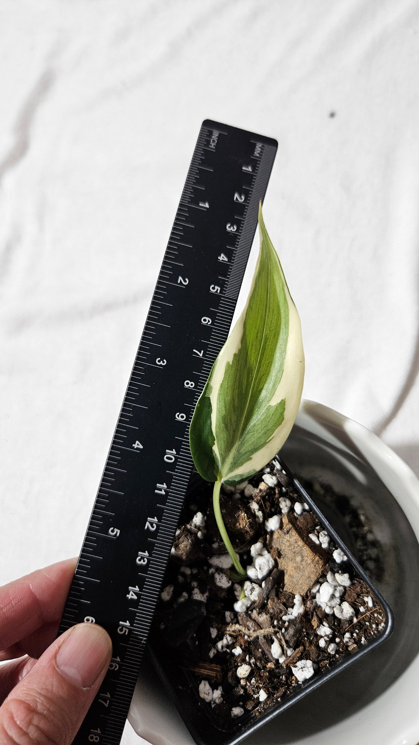 Philodendron Hederaceum Rio (PHI-820)