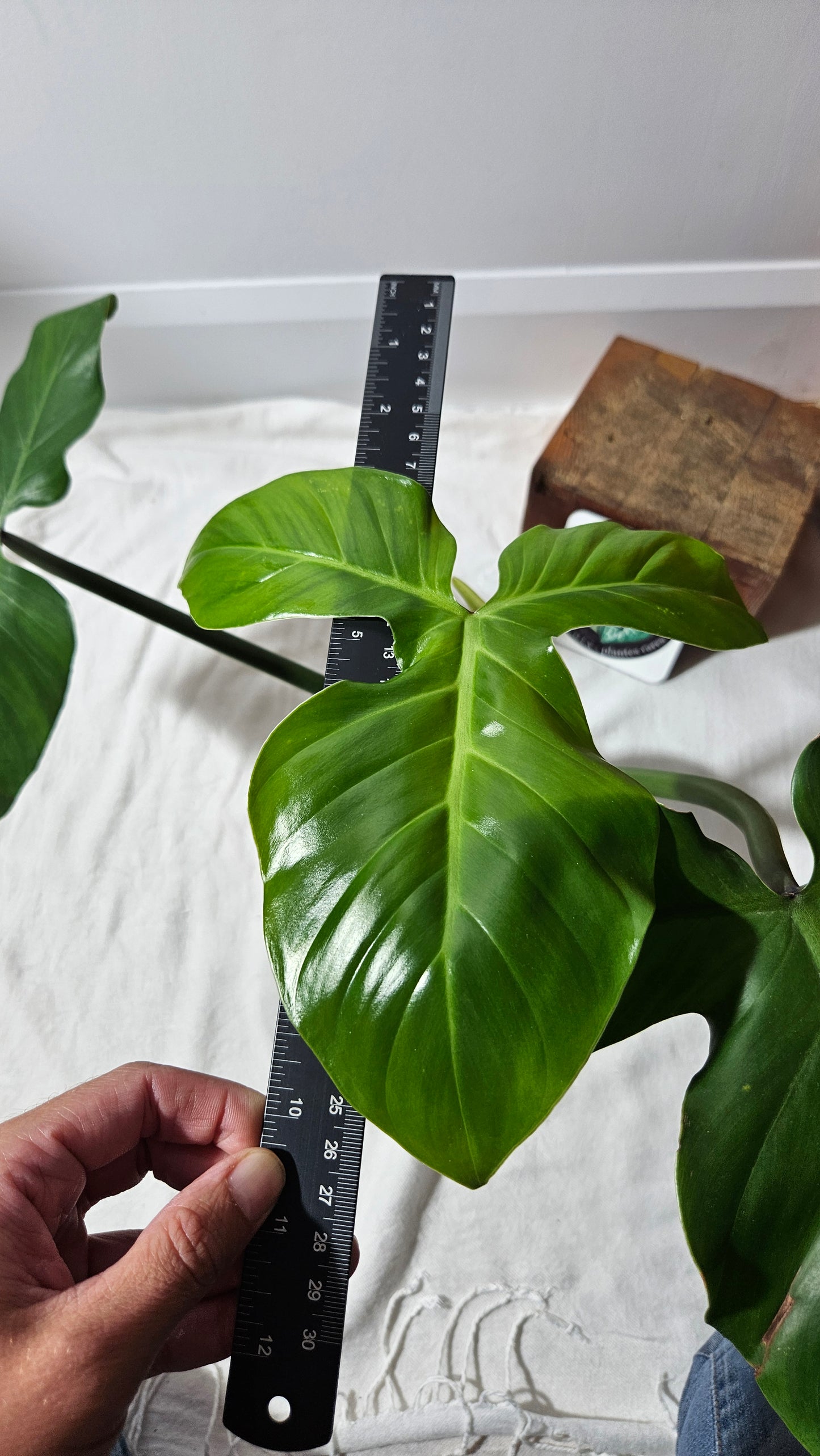 Philodendron Santamartinense (PHI-936)