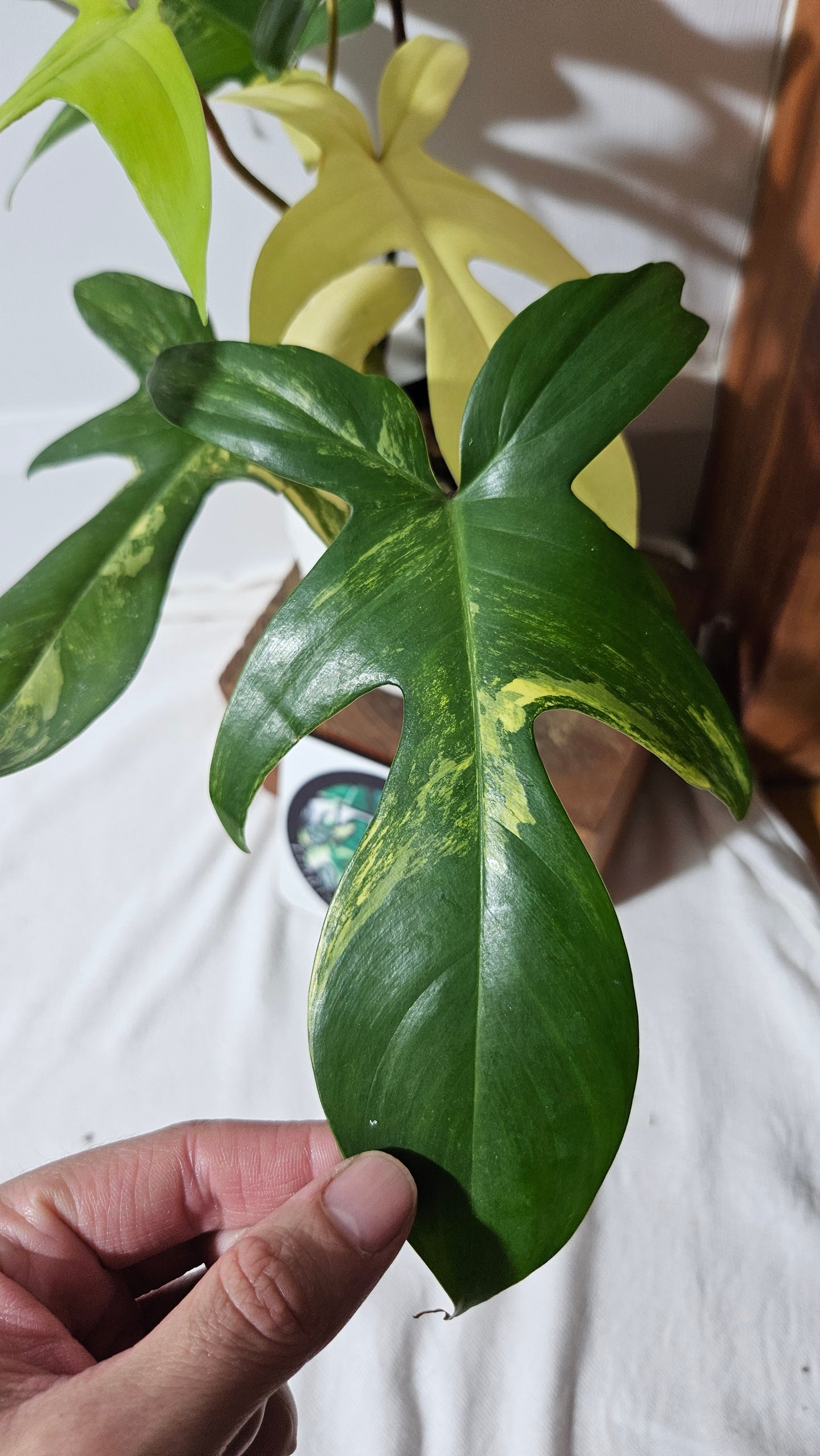 Philodendron Florida Beauty (PHI-816)