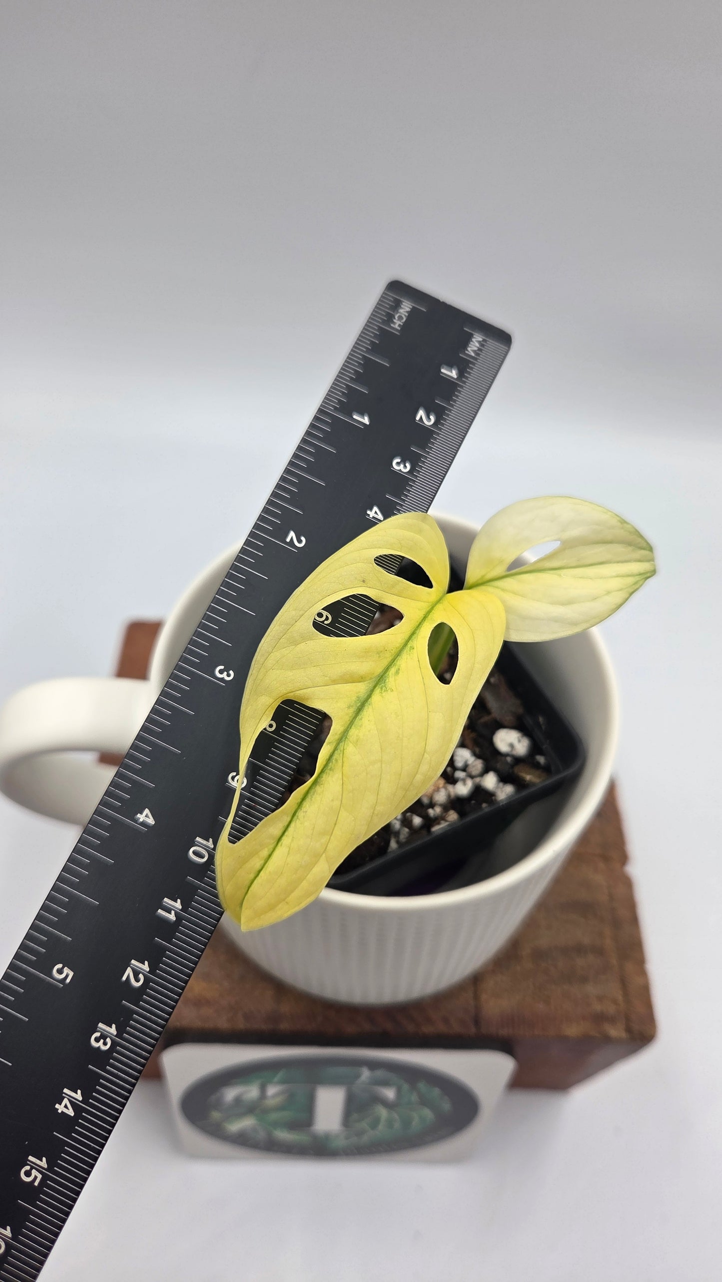 Monstera Andasonii Archipelago Ghost (MON-564)