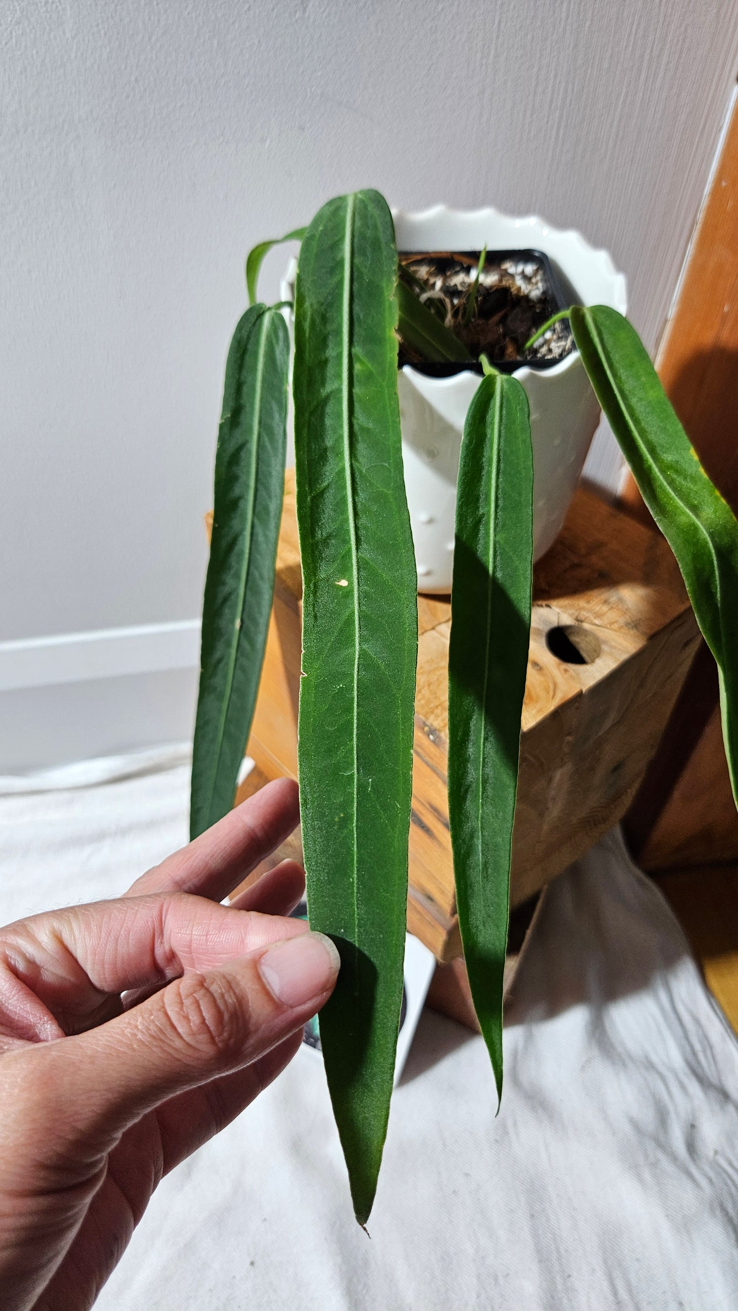 Anthurium Pallidiflorum Narrow "format MOYEN"(ANT-451)