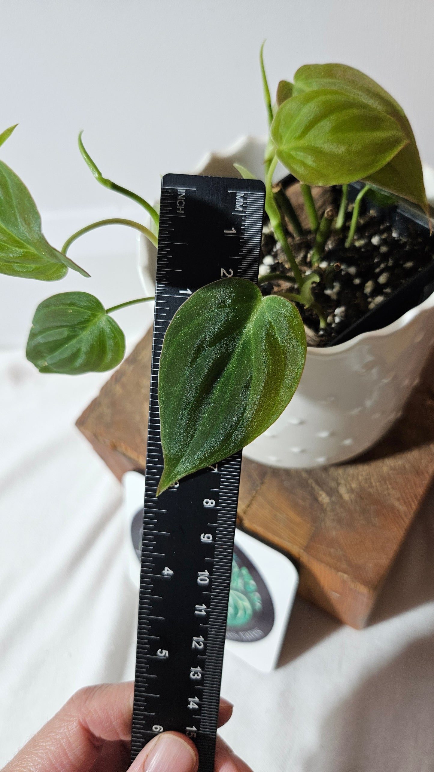 Philodendron Mican Var. REVERT (PHI-844)