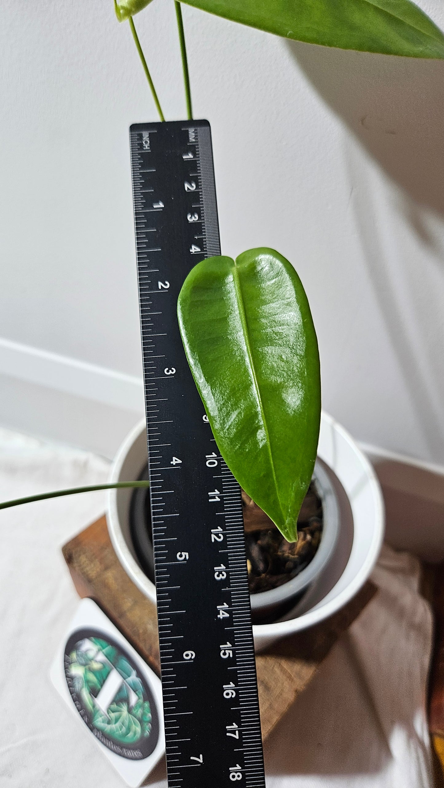 Anthurium Timplowmanii "format MOYEN" (ANT-482)