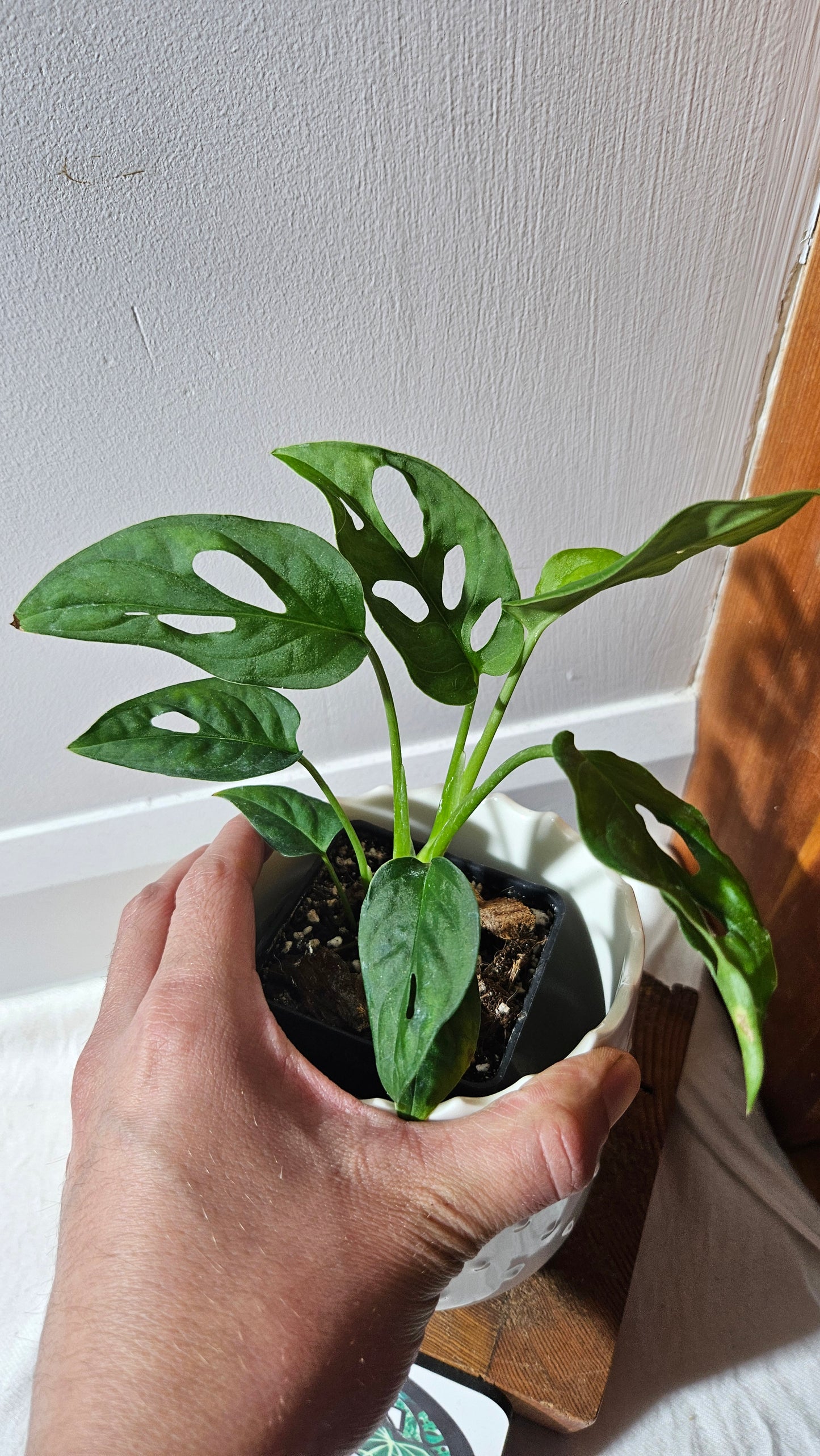 Monstera Obliqua Aff Cenepa (MON-430)
