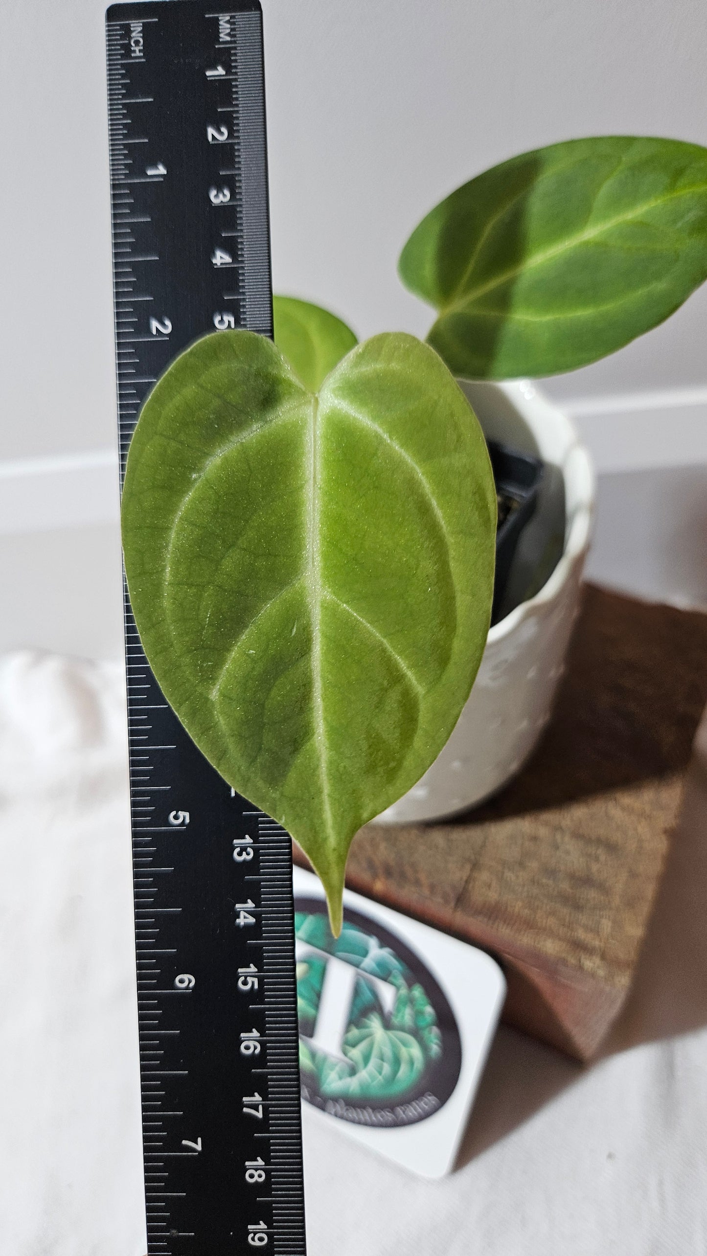 Anthurium Dorayaki Silver Hybrid "format PETIT"( ANT-531)