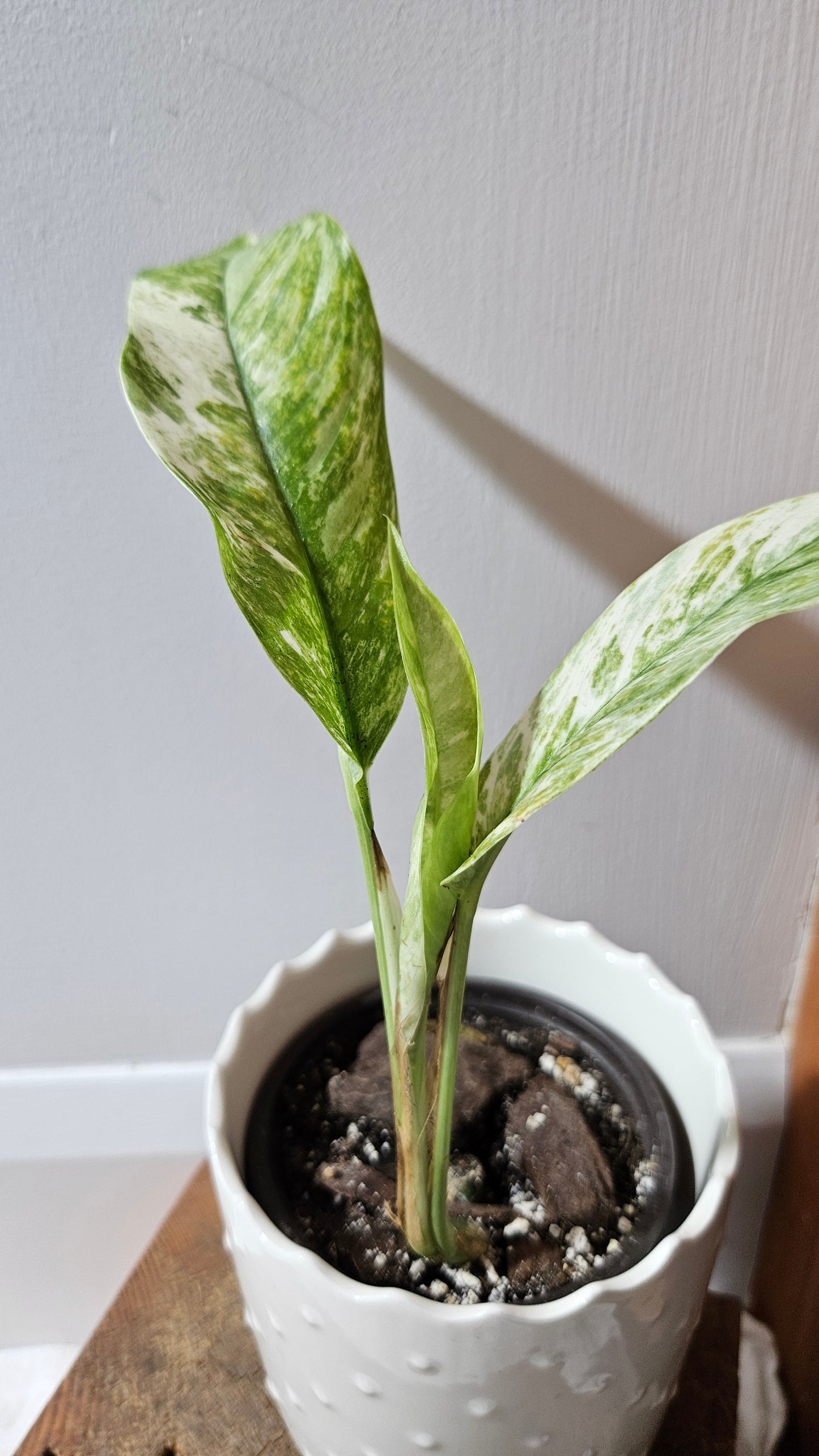 Rhaphidophora Masuwa Variegata (AUT-075)