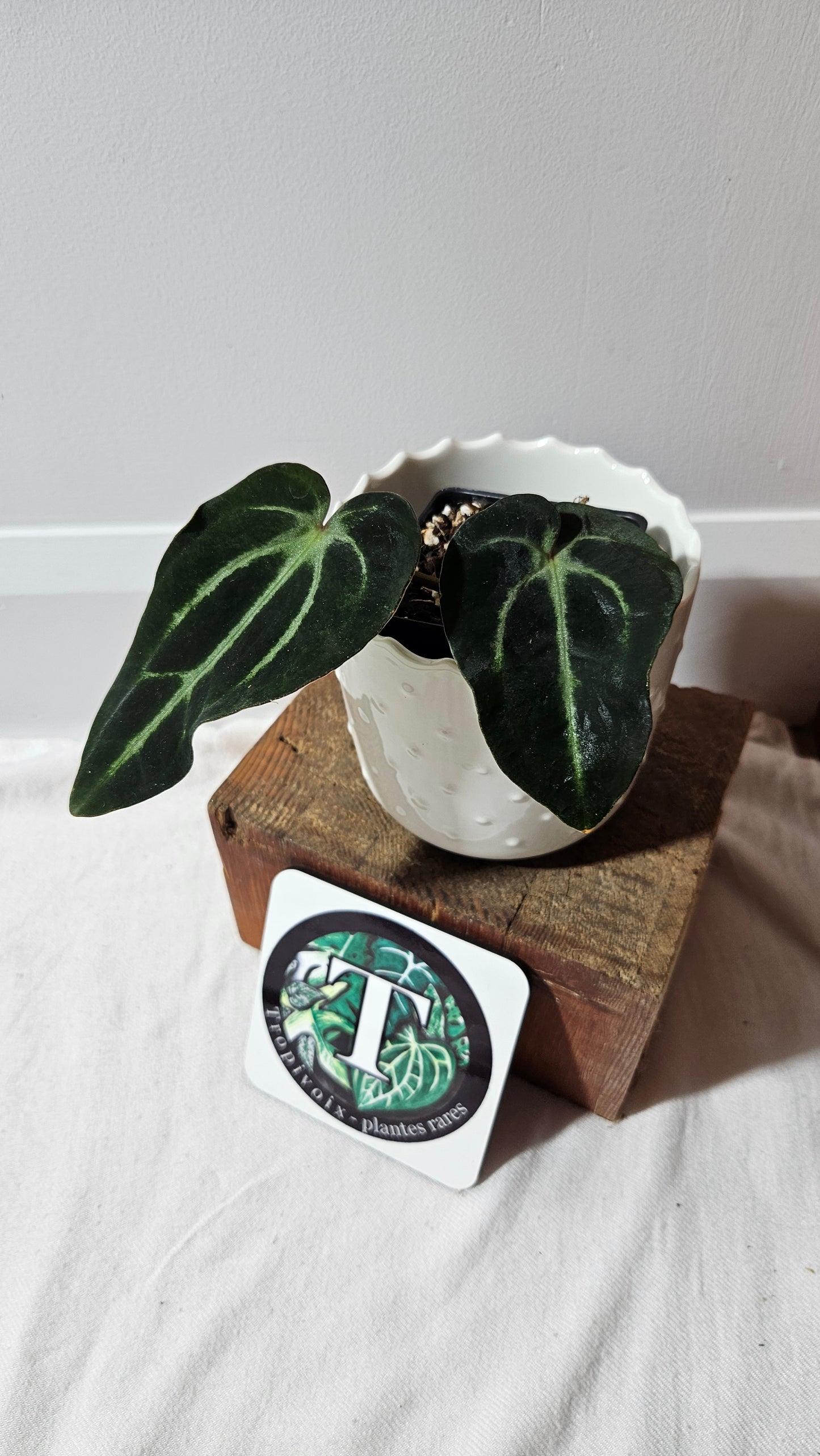 Anthurium Carlablackiae "Mutate & Dark leaf" (d'équateur) "format PETIT" (ANT-471)