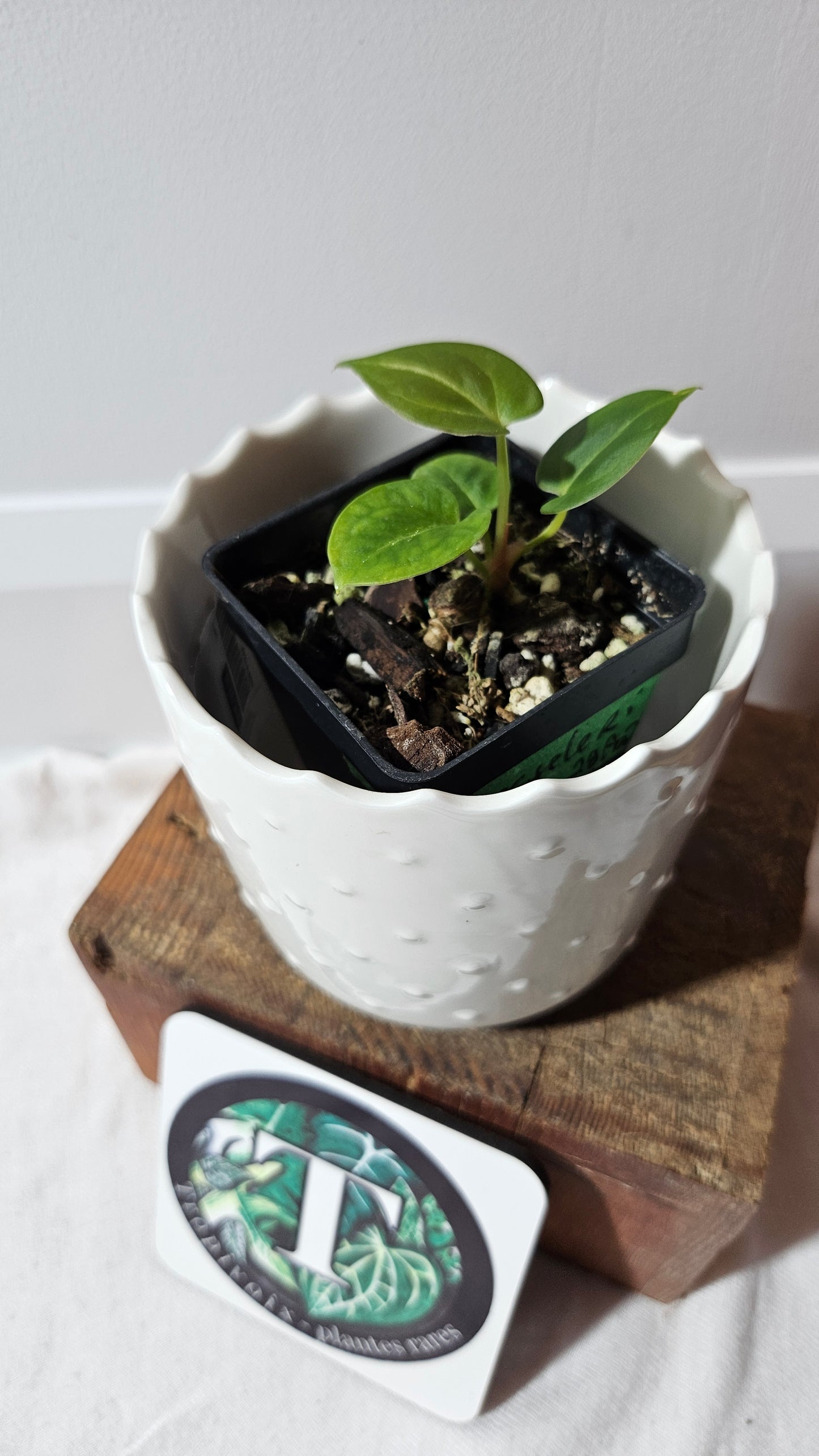 Anthurium Dressleri Hybrid "format PETIT" (ANT-462)