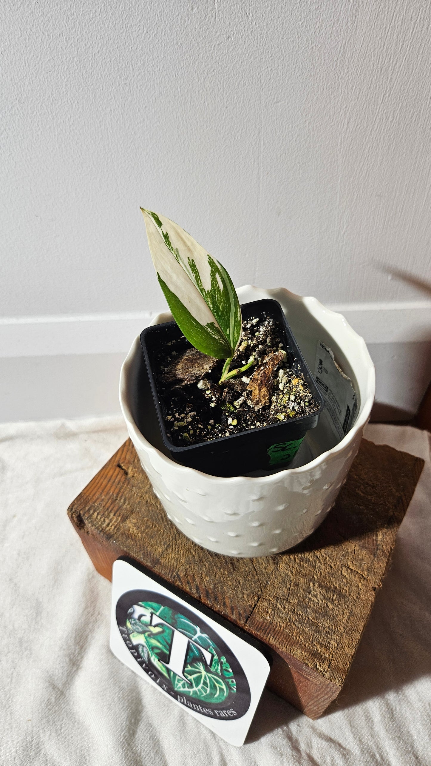 Scindapsus Moonlight Albo Narrow (SCI-907)