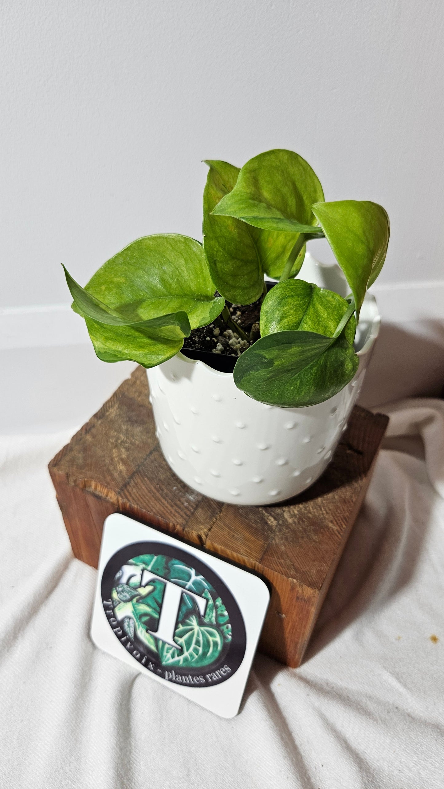 Epipremnum Aureum Manjula yellow/Olivia/Mint (EPI-213)