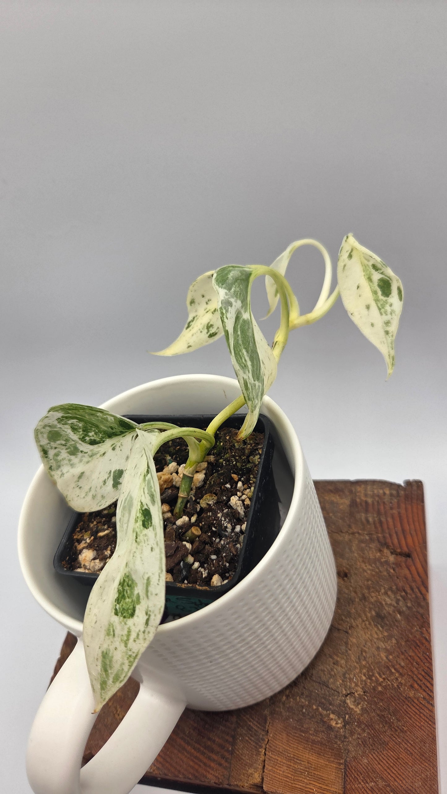 Scindapsus Silver Splash Variegata (SCI-848)