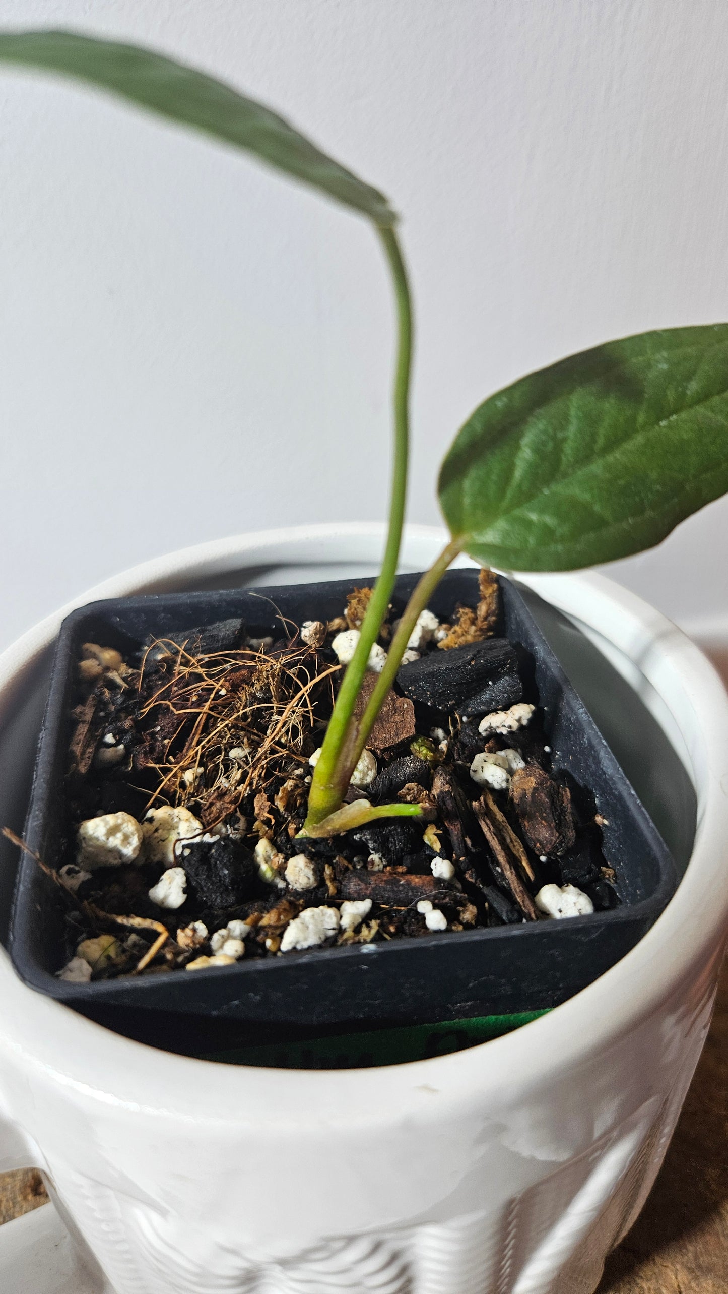 Anthurium Arisaemoides Aff "SMALL format" (ANT-241)