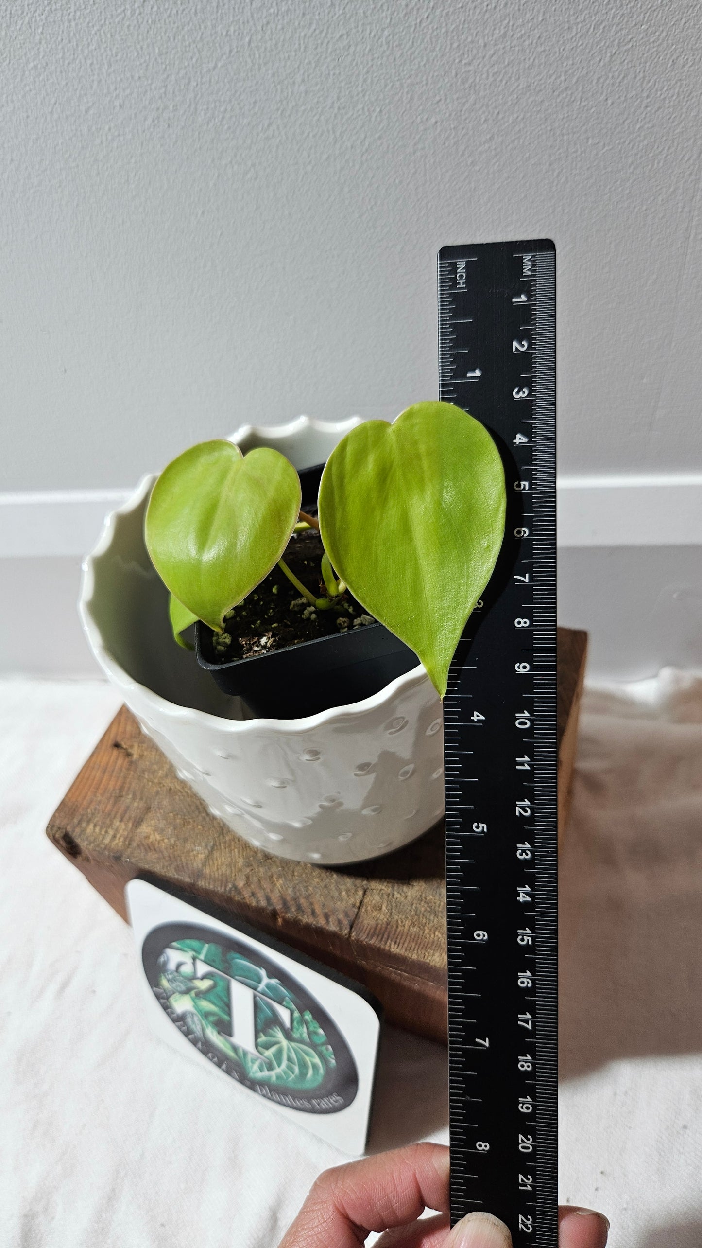 Philodendron Hederaceum Lemon lime (PHI-897)