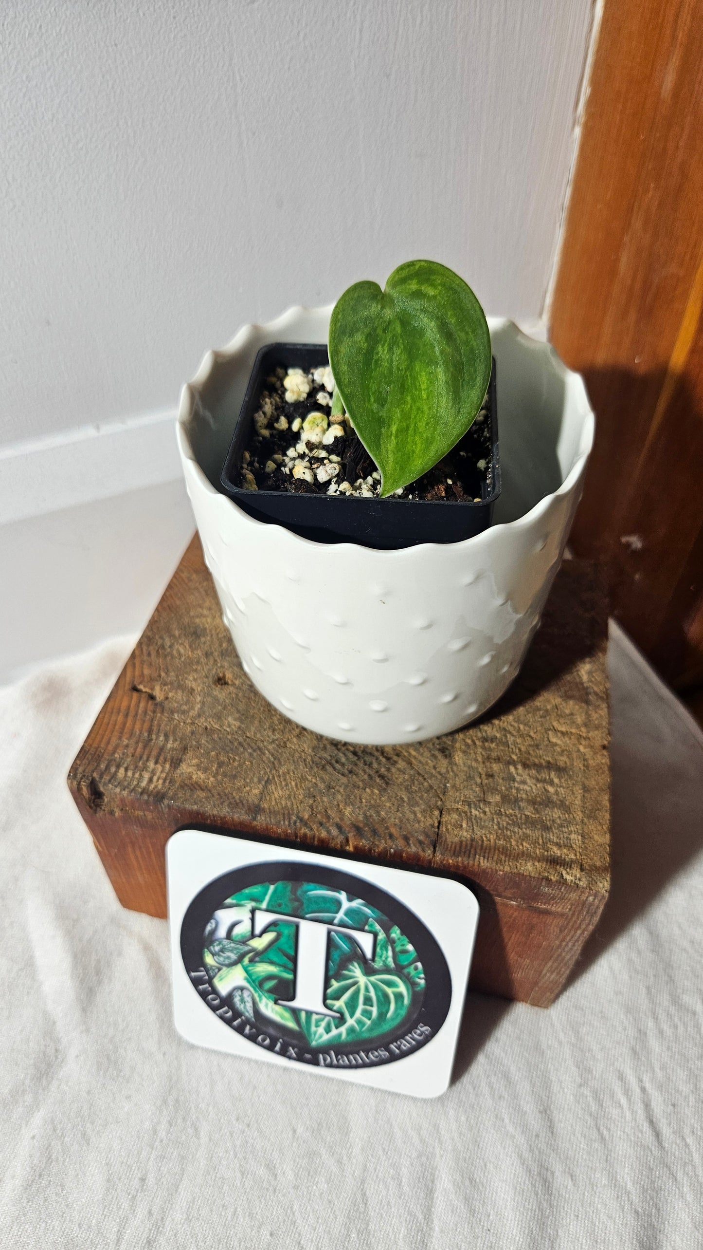 Scindapsus Green Emerald (SCI-945)