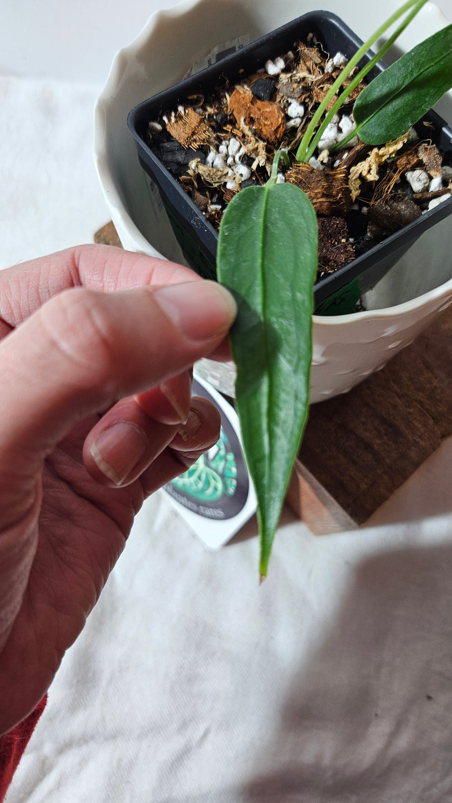 Anthurium Ecuadorense "format PETIT" (ANT-413)