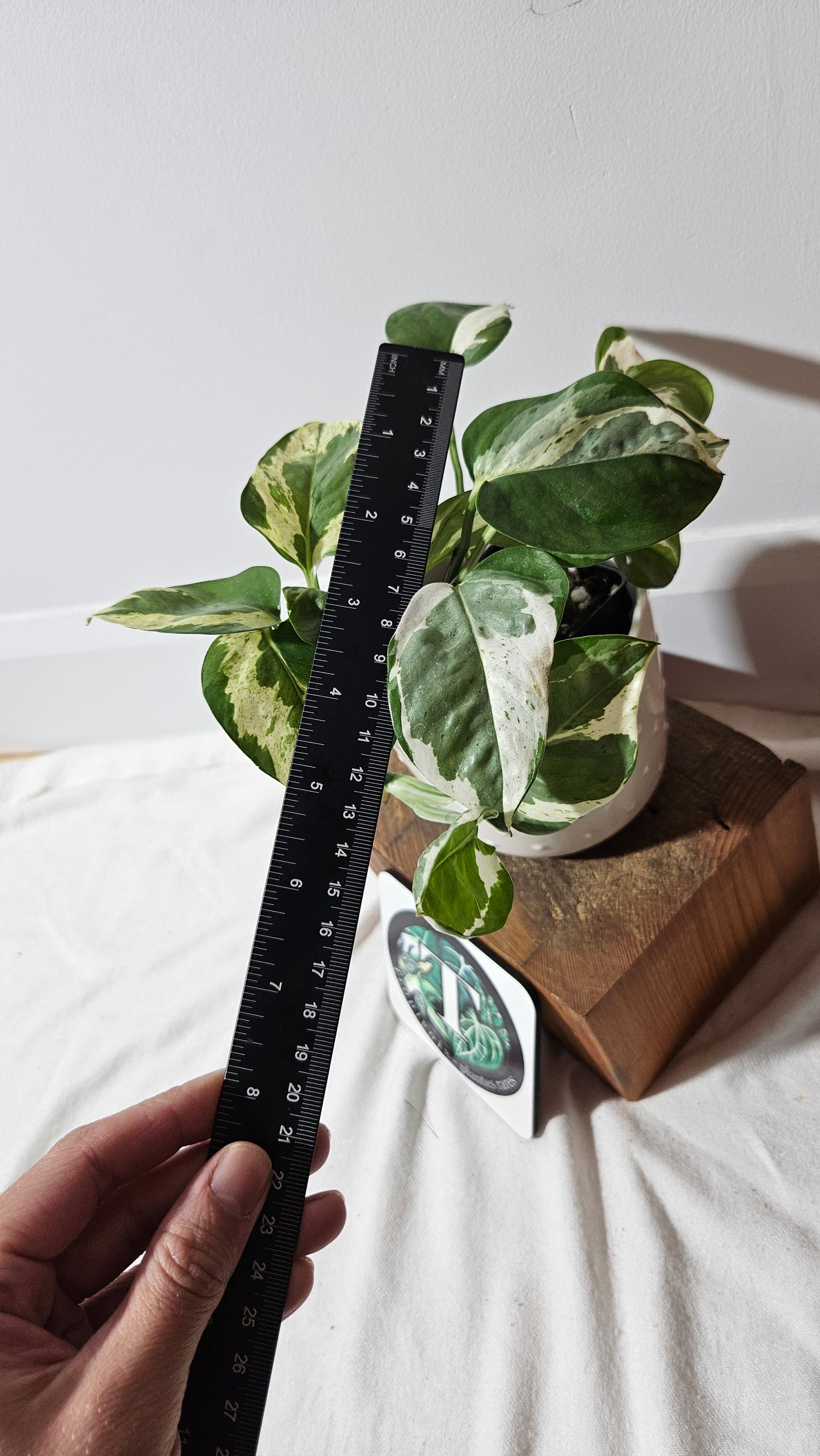Epipremnum Aureum Pearl&Jade (EPI-186)