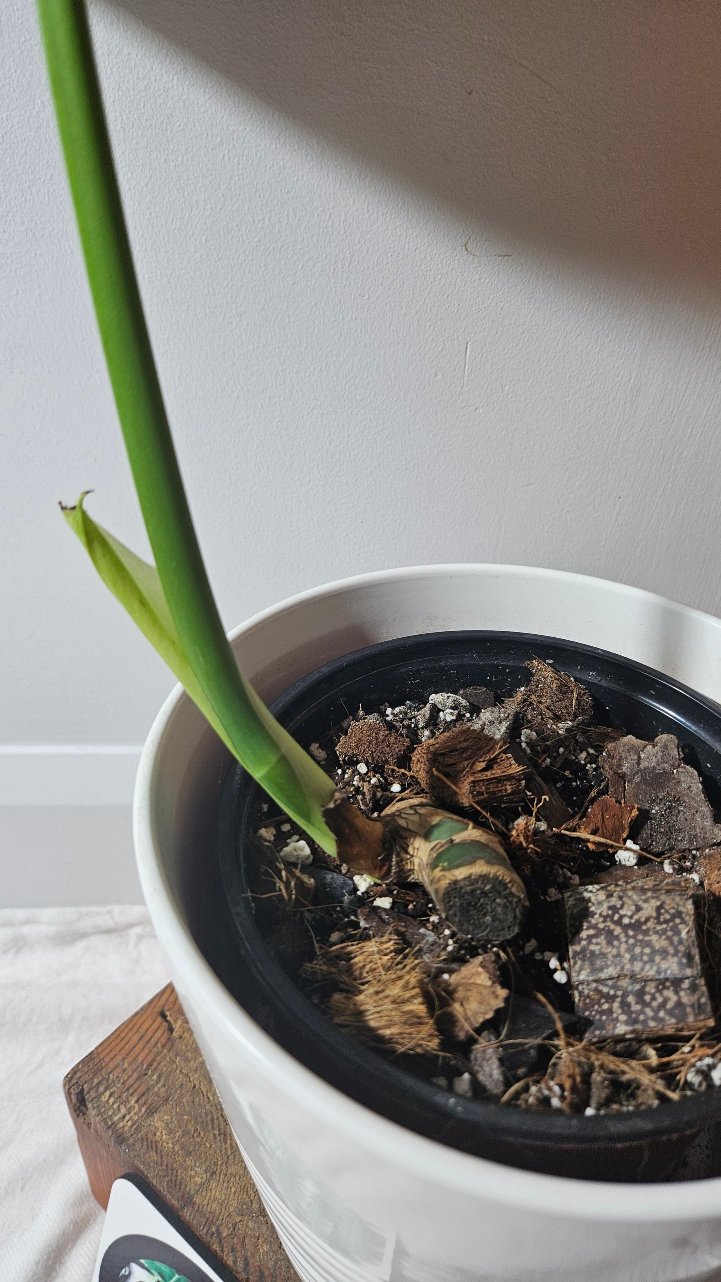Monstera Brazilian Form (MON-450)