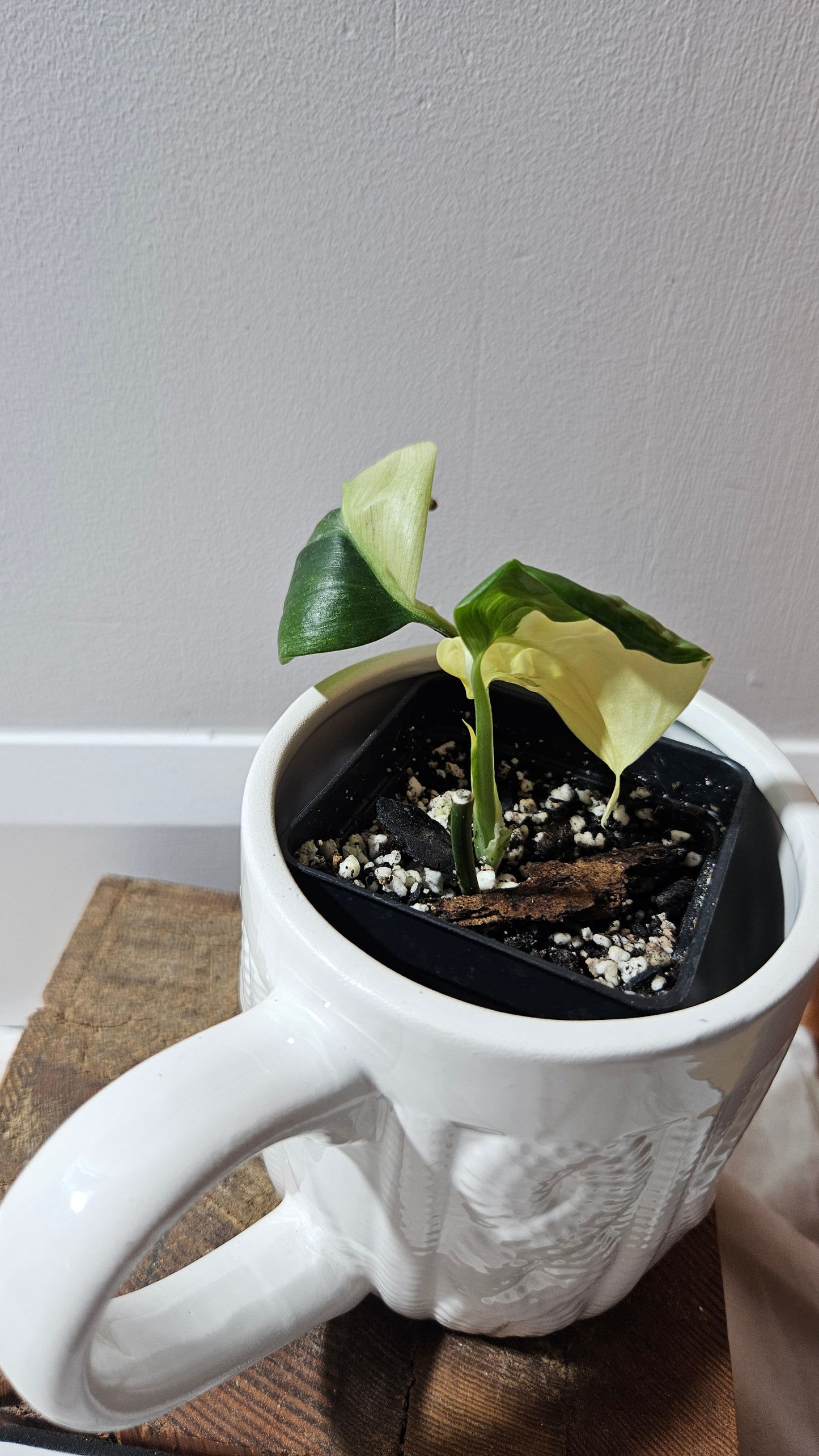 Scindapsus Blue Albo (SCI-1203)
