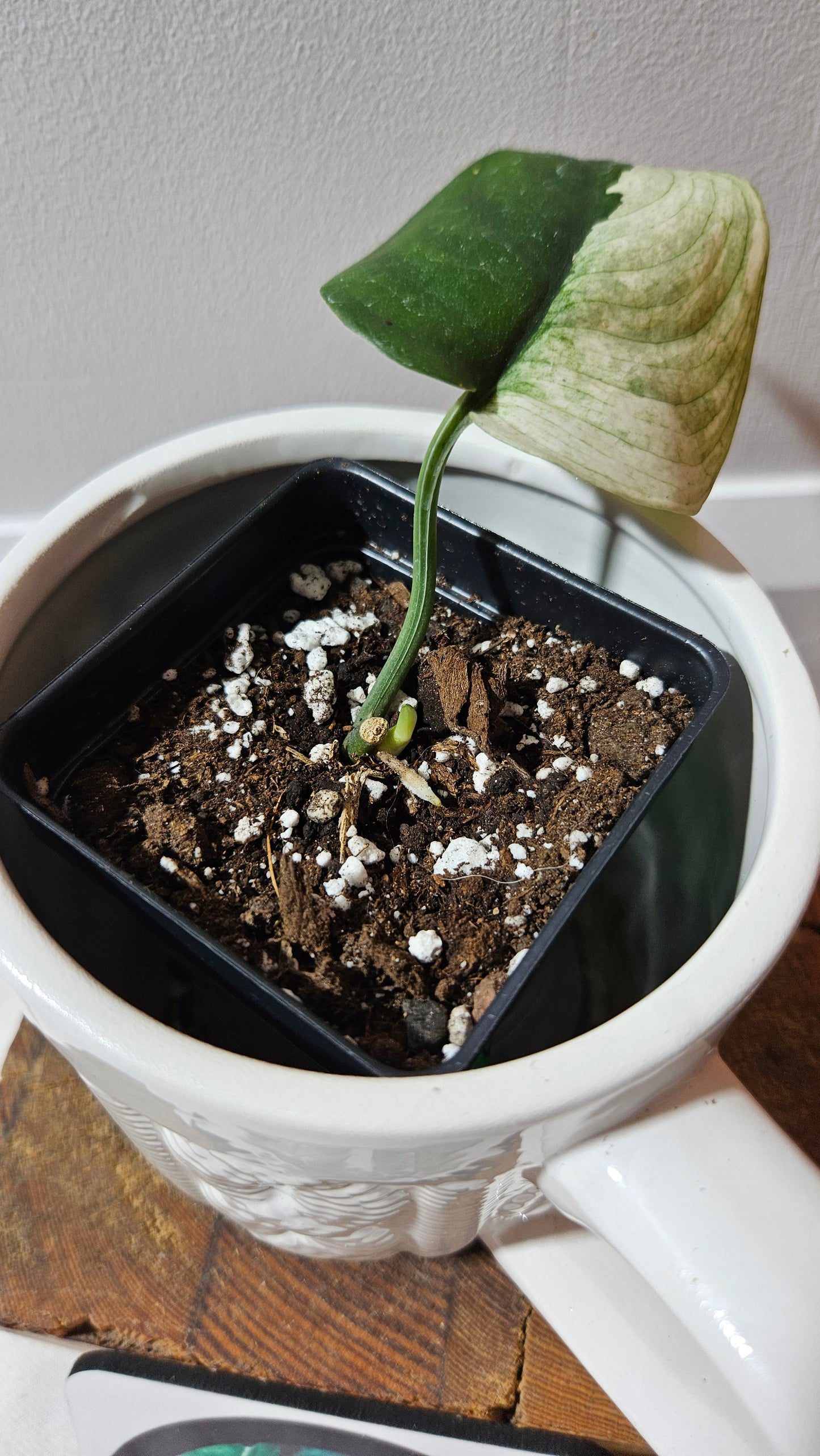 Scindapsus Dark Satin albo "half&half"(SCI-1243)
