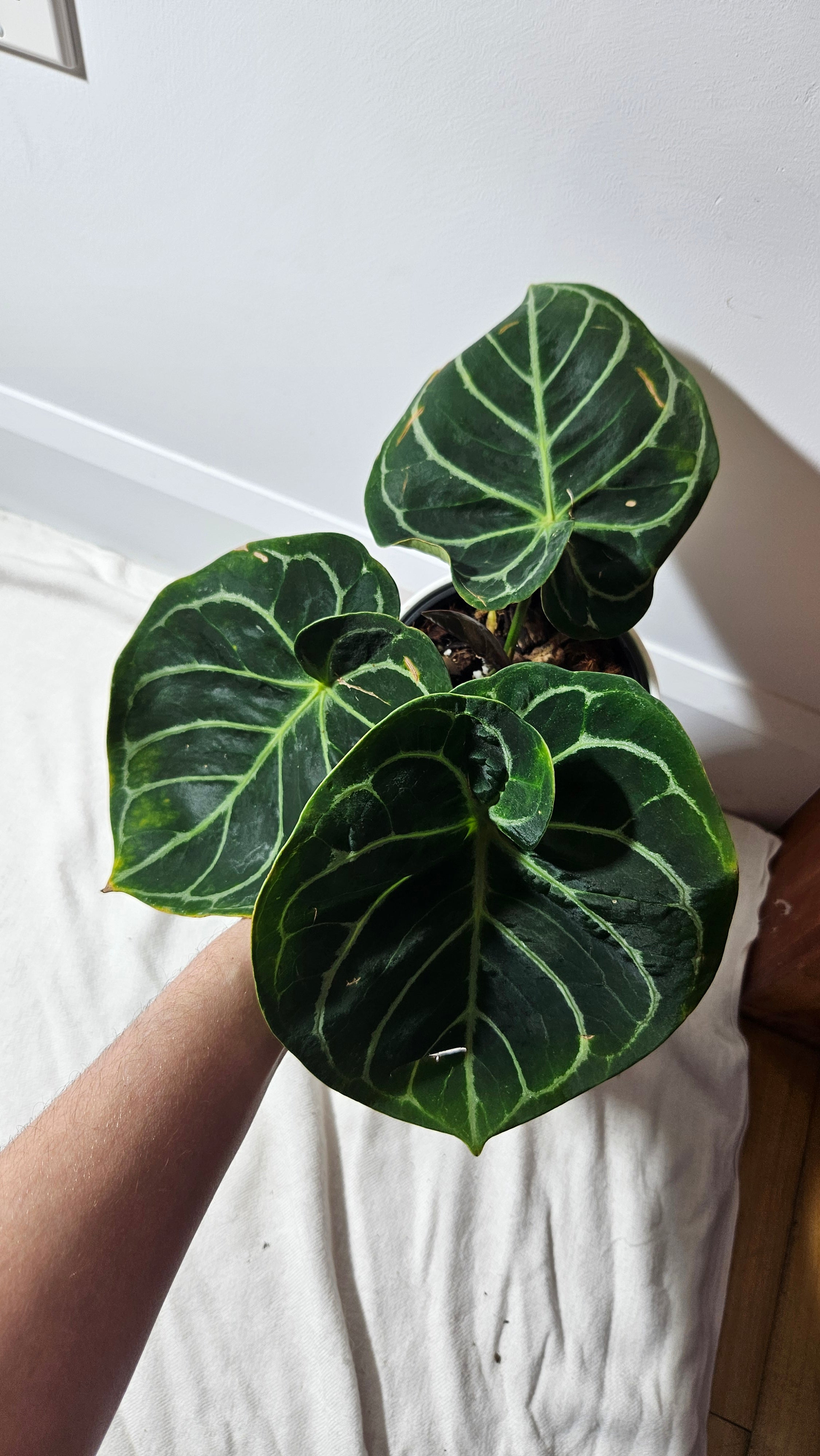 anthurium domino Anthurium Domino "format LARGE" (ANT-399)