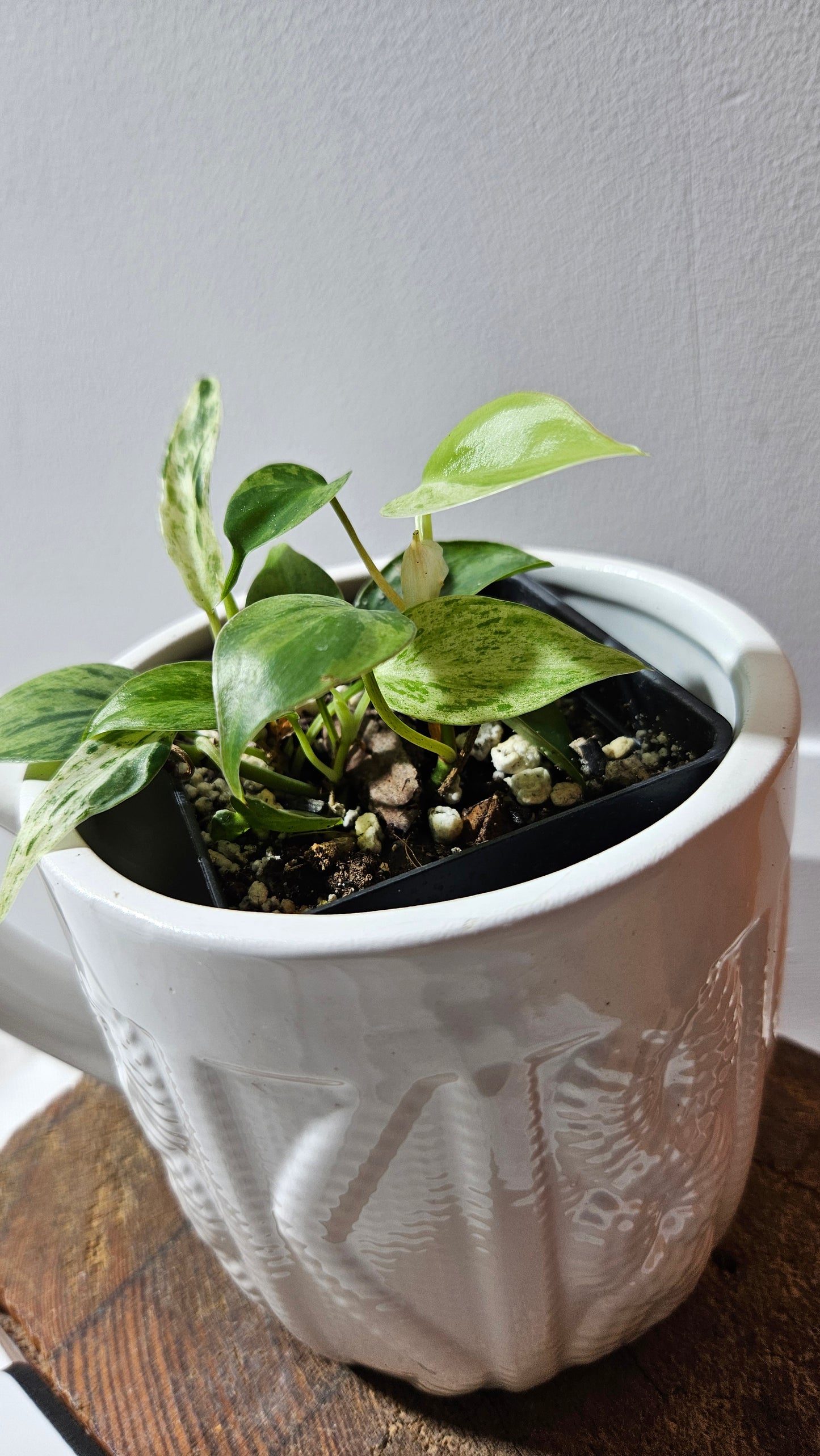 Philodendron Hederaceum Variegata (PHI-907)