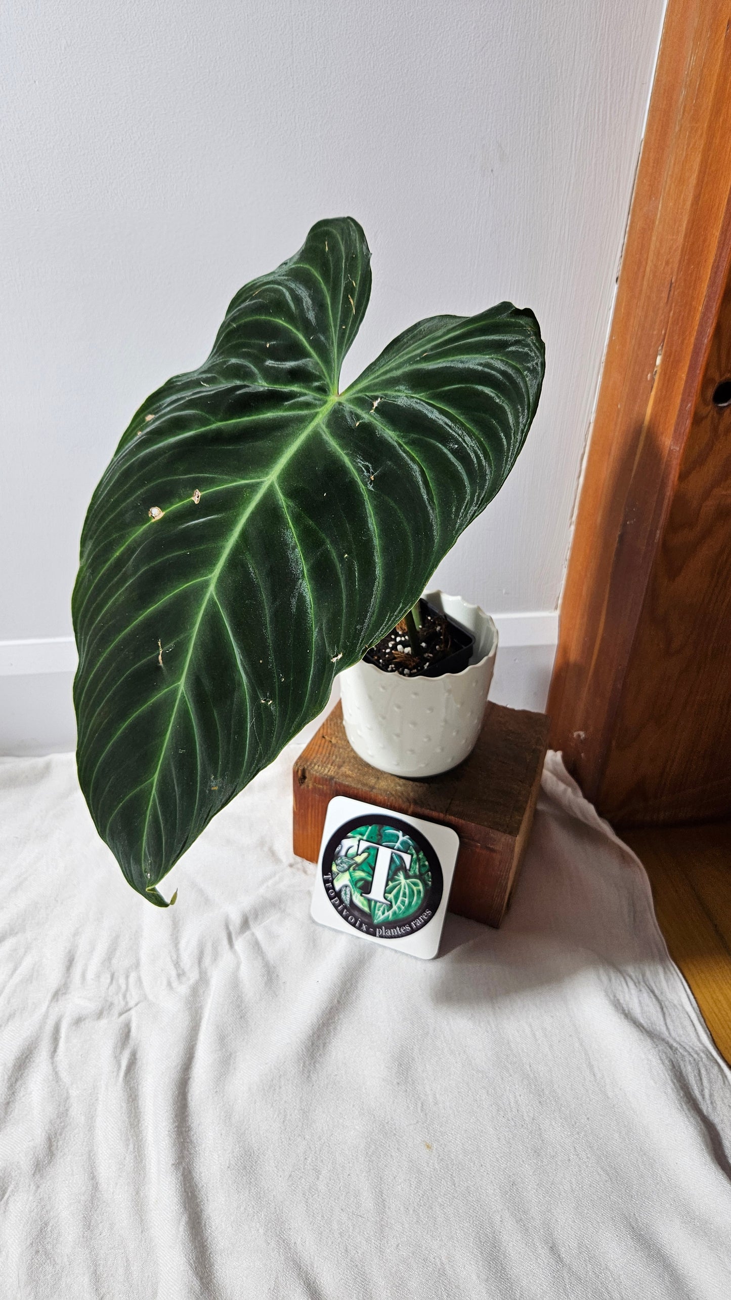 Philodendron Splendide "format XLARGE" (PHI-922)