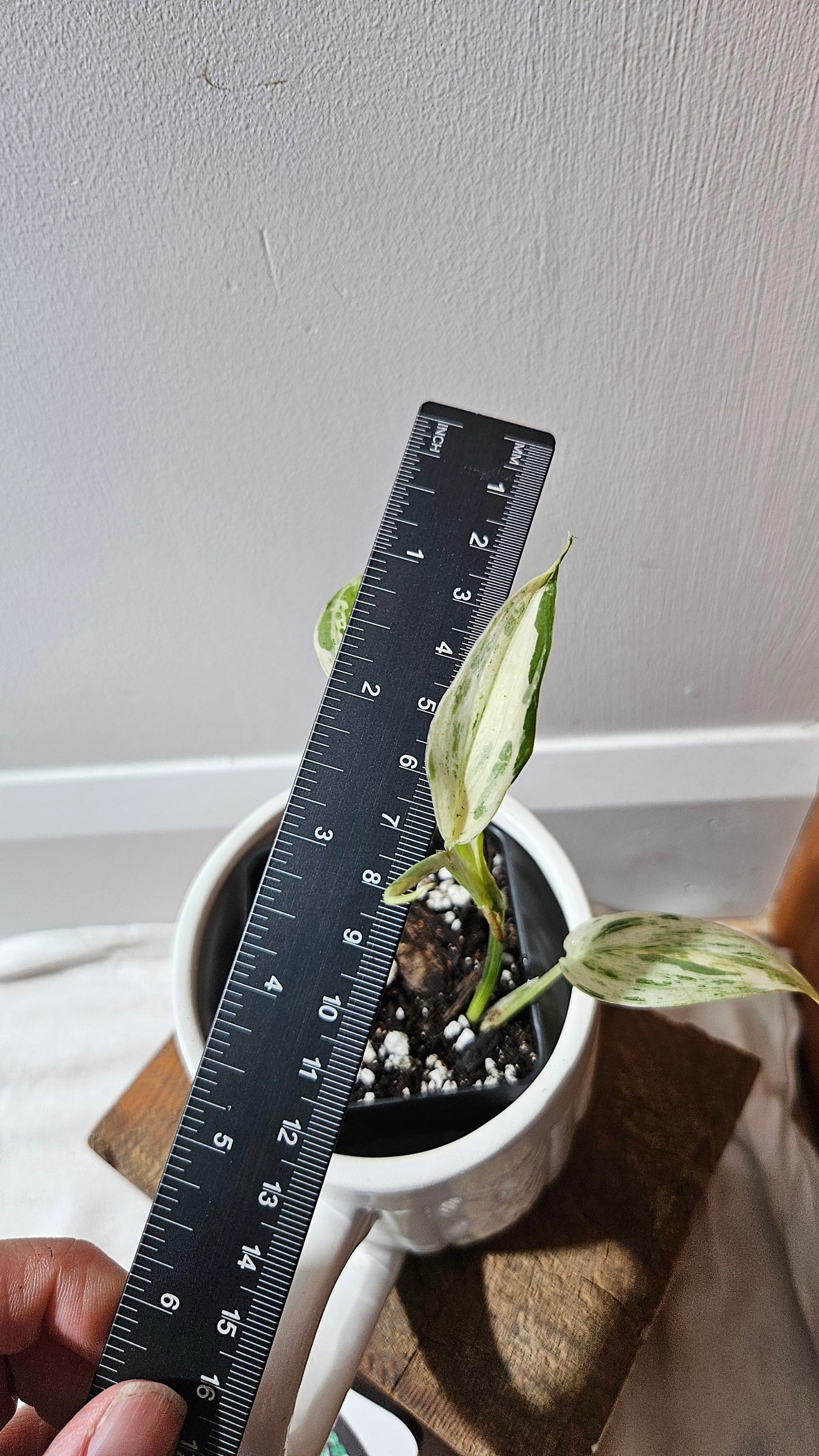 Scindapsus Blue Salaka (SCI-1160)