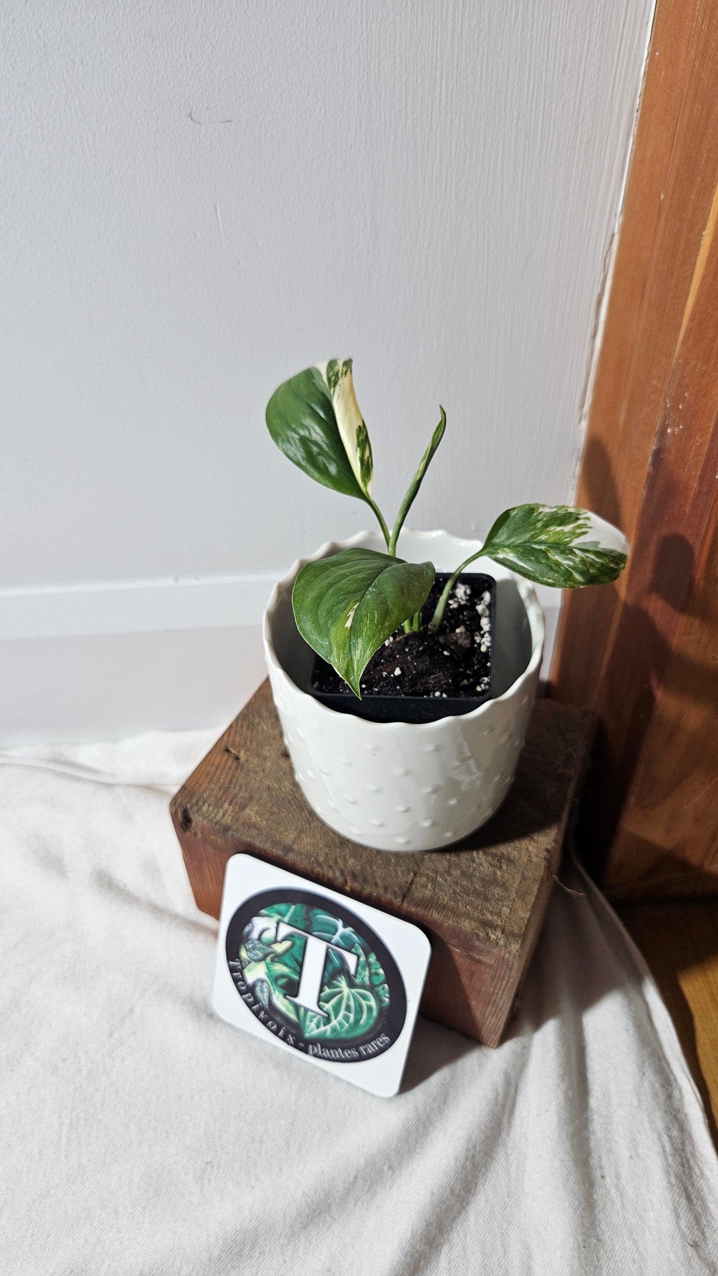 Monstera Lechleriana Albo (MON-410)