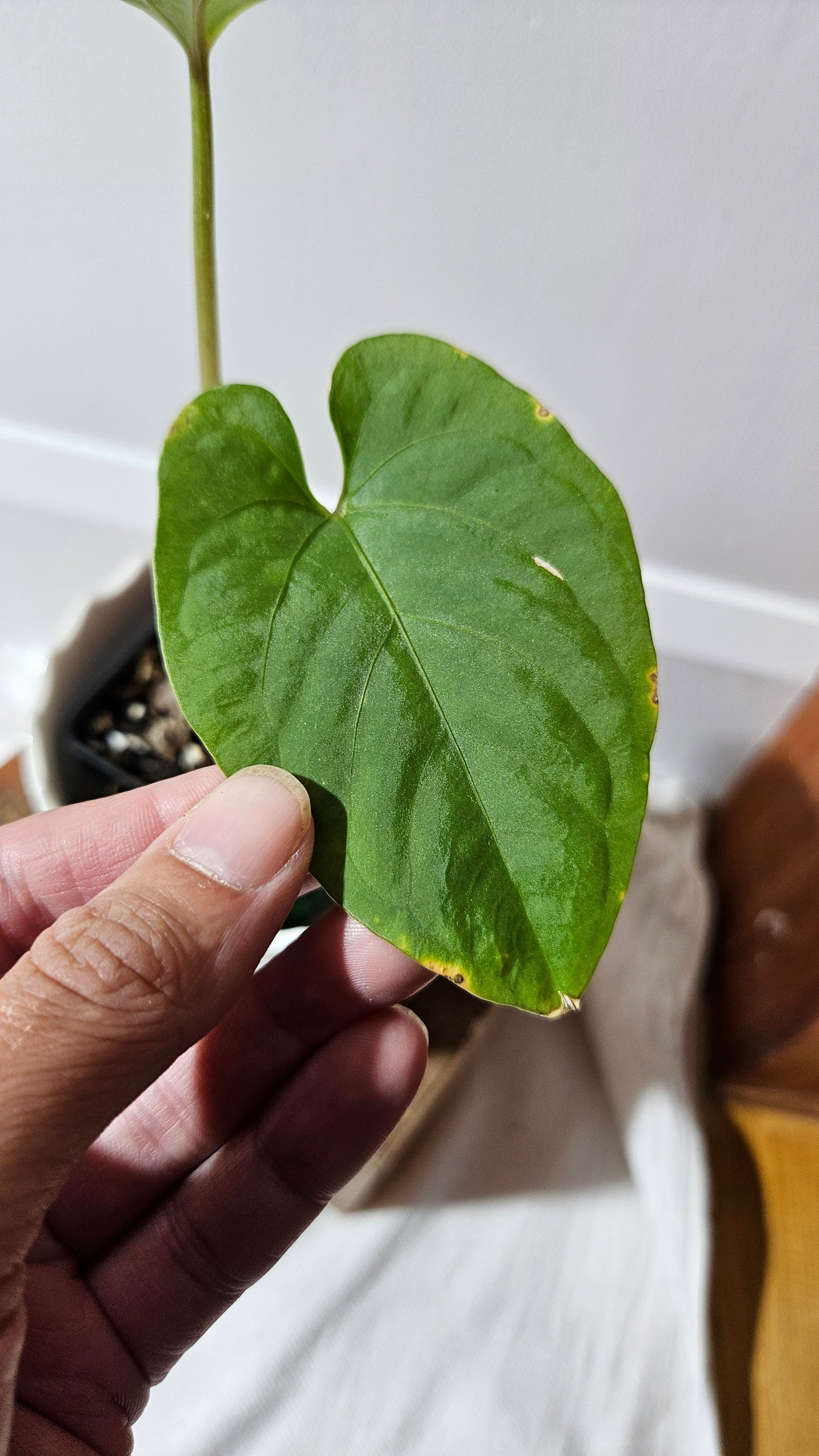 Anthurium Kunayalense "format MOYEN" (ANT-455)