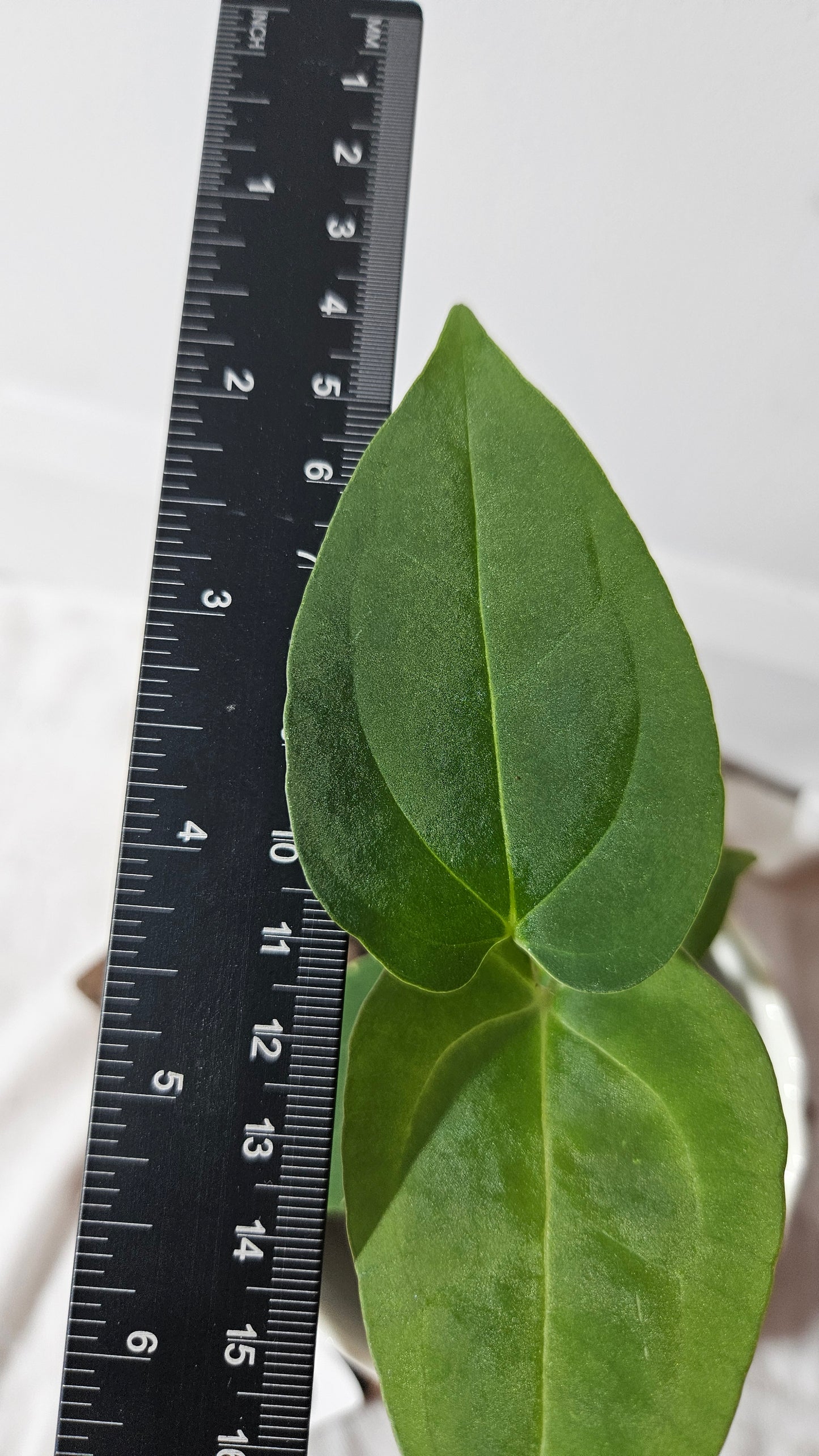 Anthurium Metallicum X Besseae "Format PETIT" (ANT-411)
