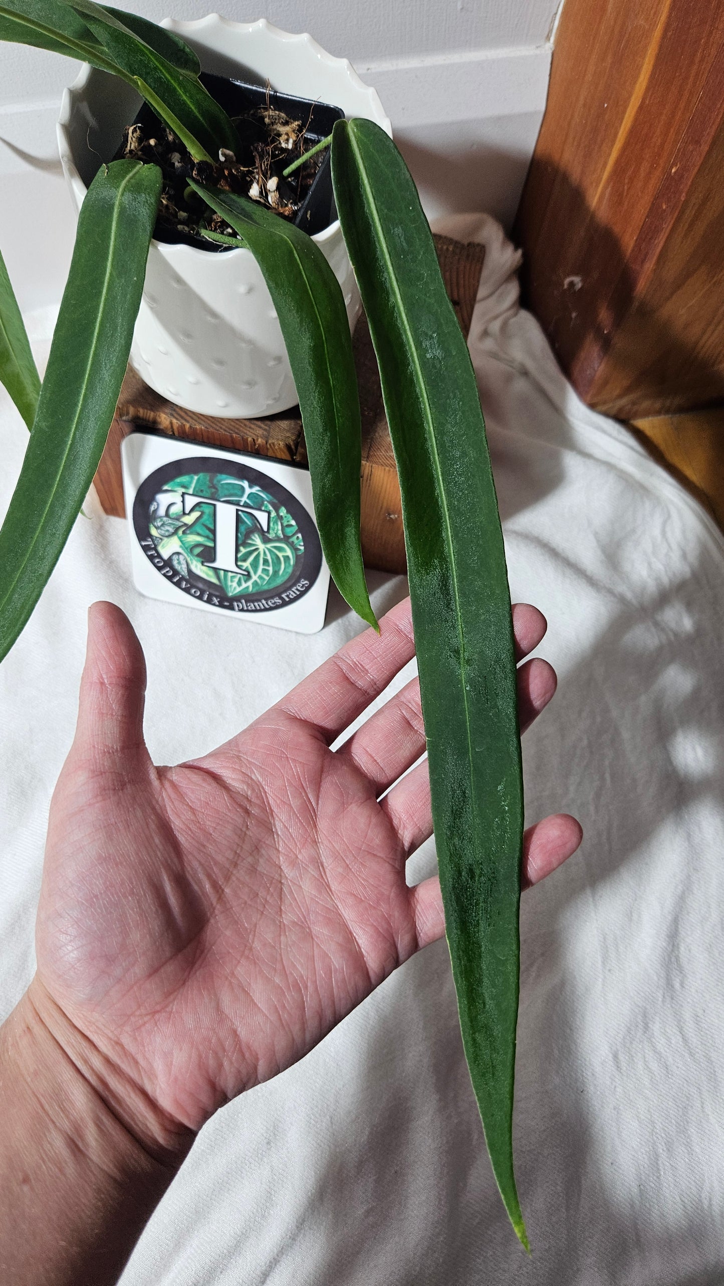Anthurium Pallidiflorum Narrow "format MOYEN"(ANT-420)