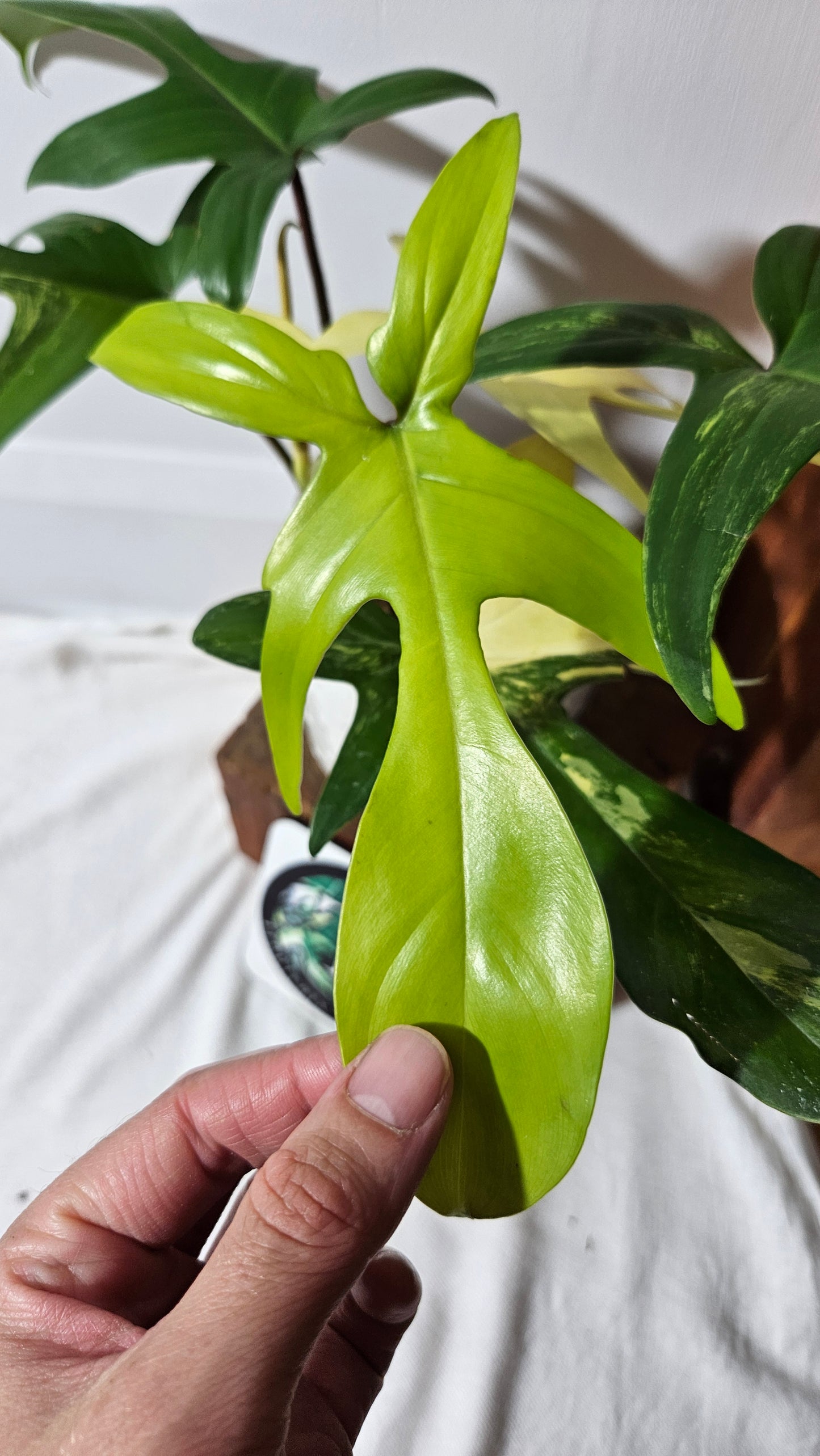 Philodendron Florida Beauty (PHI-816)