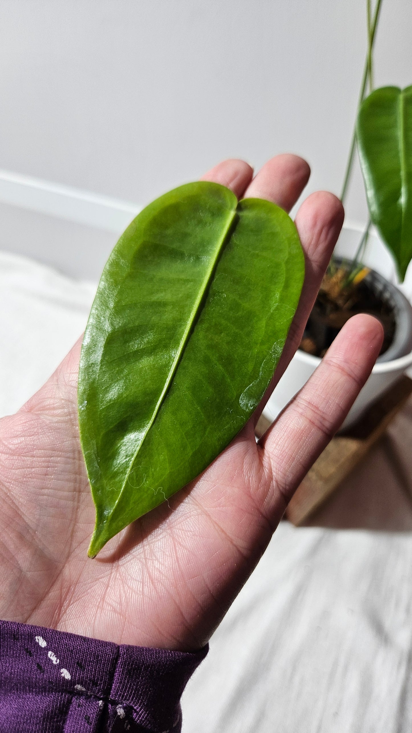 Anthurium Timplowmanii "format MOYEN" (ANT-482)