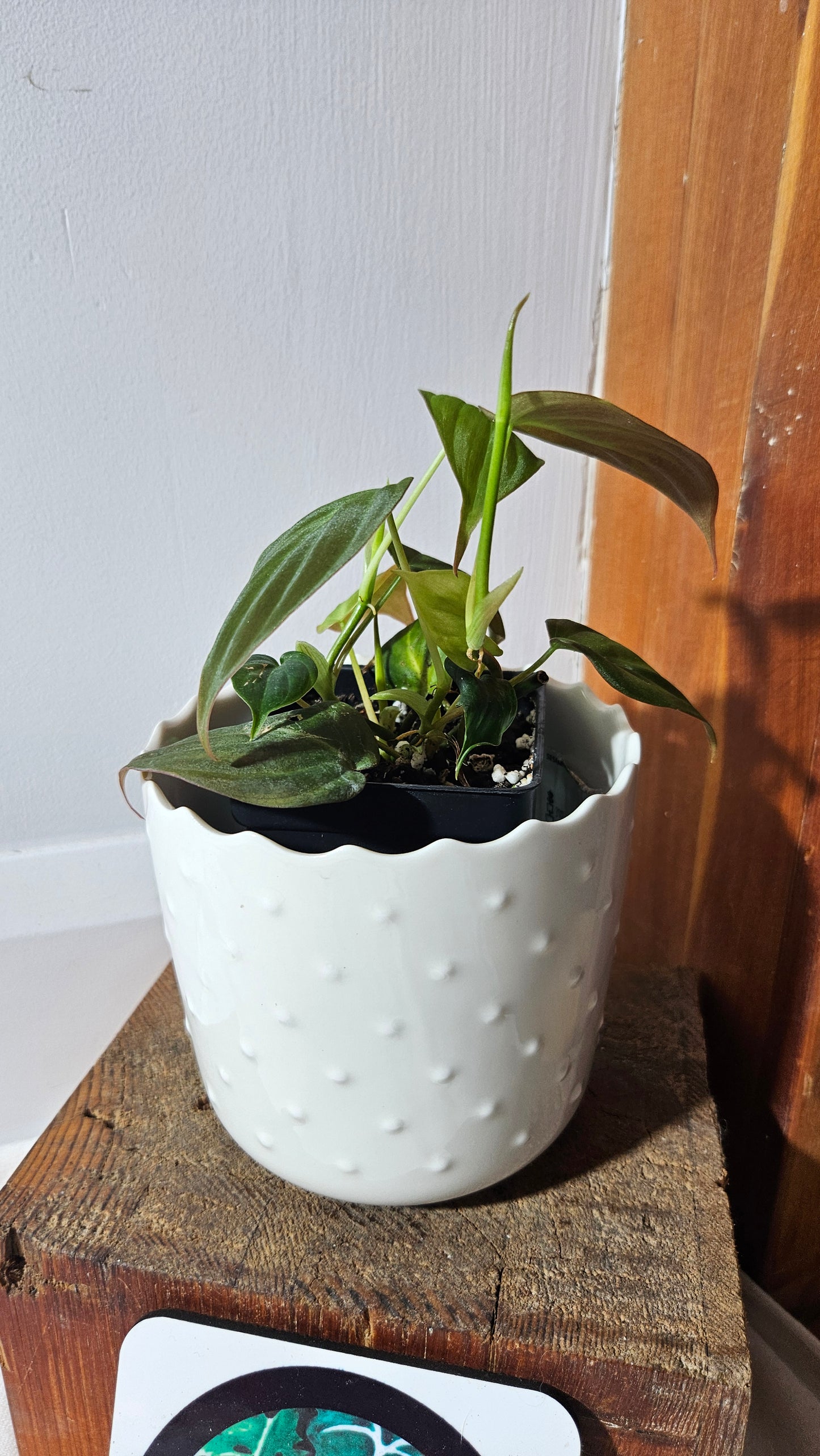 Philodendron Mican Var. REVERT (PHI-787)