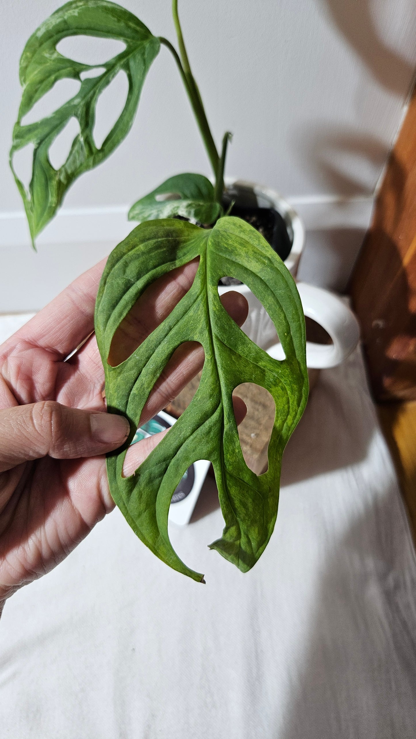 Monstera Andasonii Mint/Indo (MON-476)