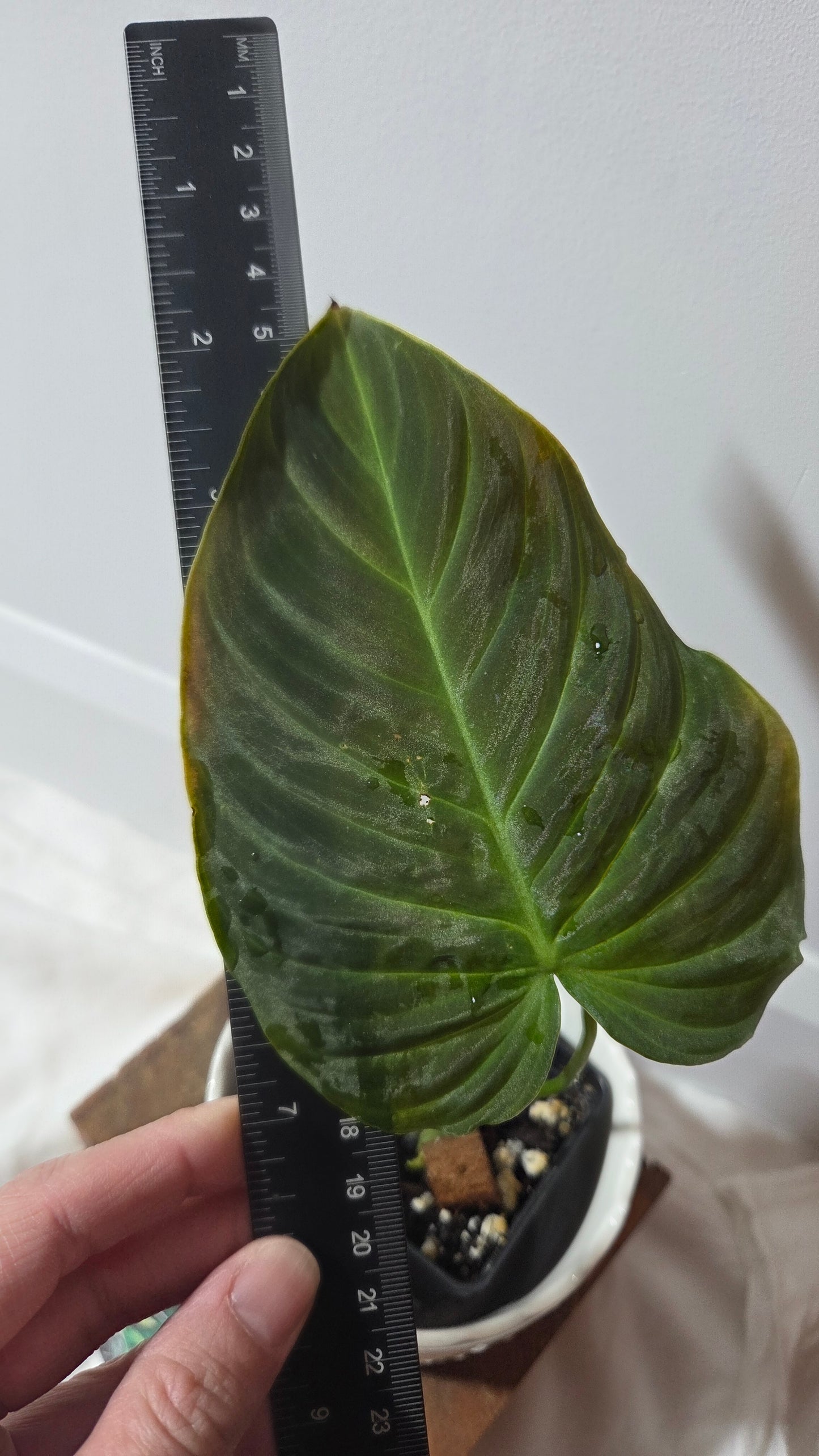 Philodendron Splendide (PHI-1007)